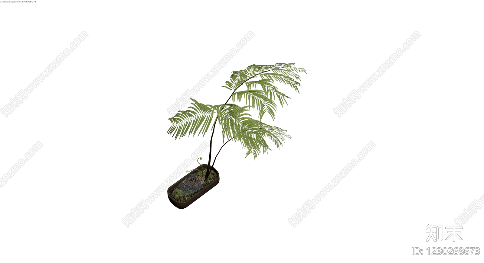 盆栽蕨类植物带盆3D模型下载【ID:1230268673】