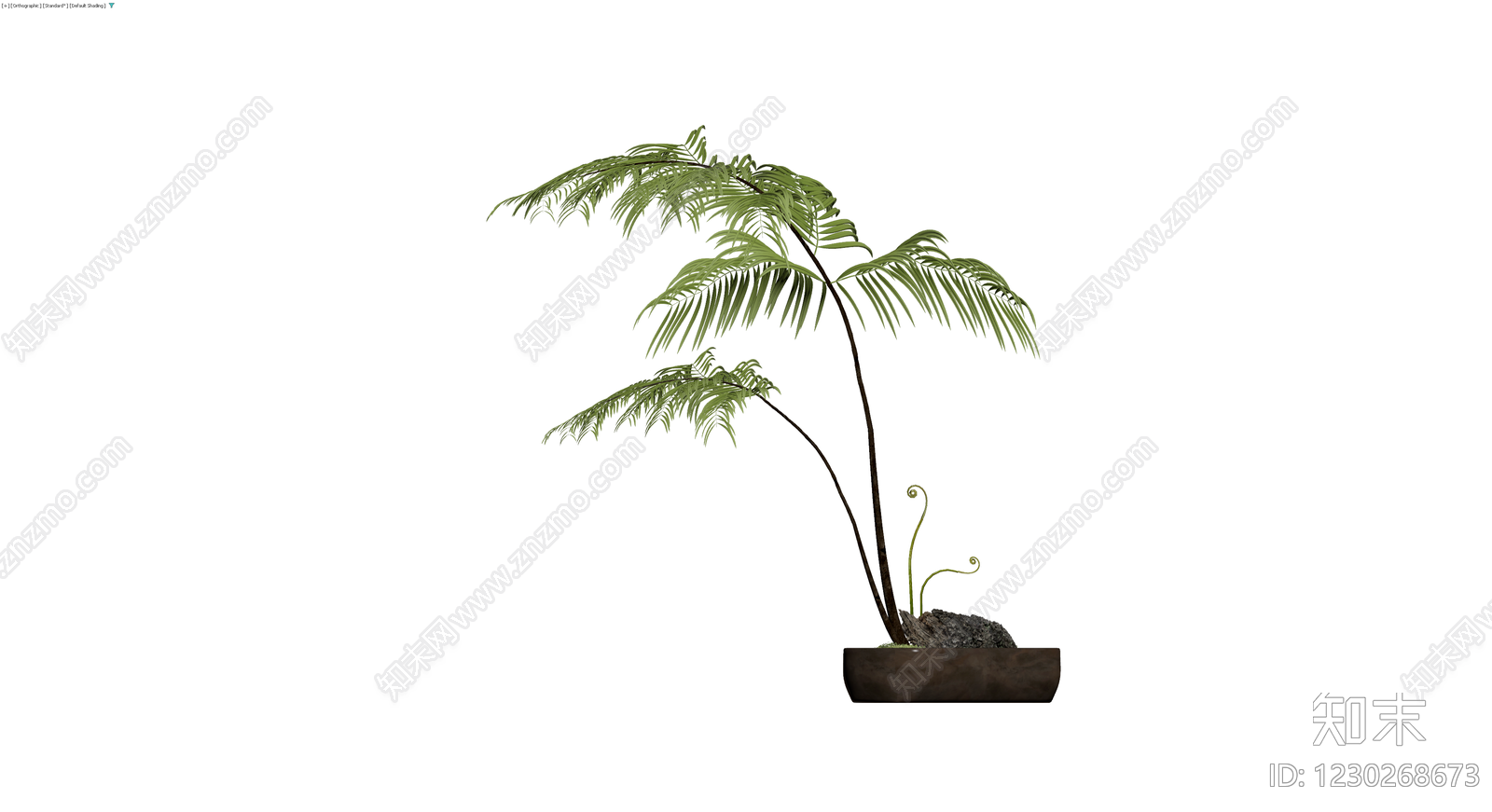盆栽蕨类植物带盆3D模型下载【ID:1230268673】