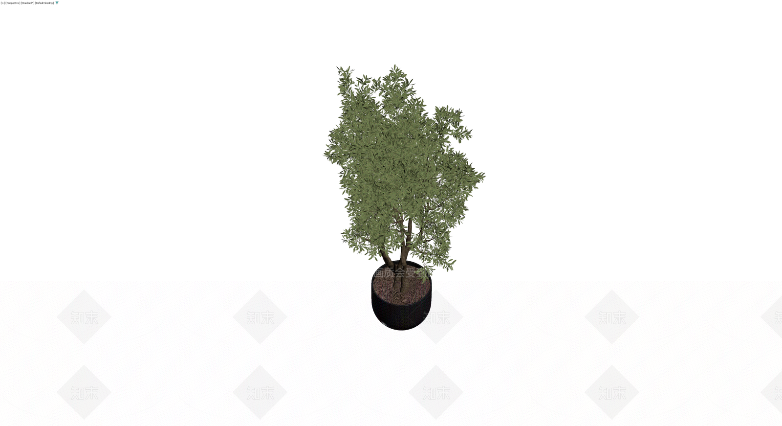 黑色圆盆橄榄树3D模型下载【ID:1230586170】