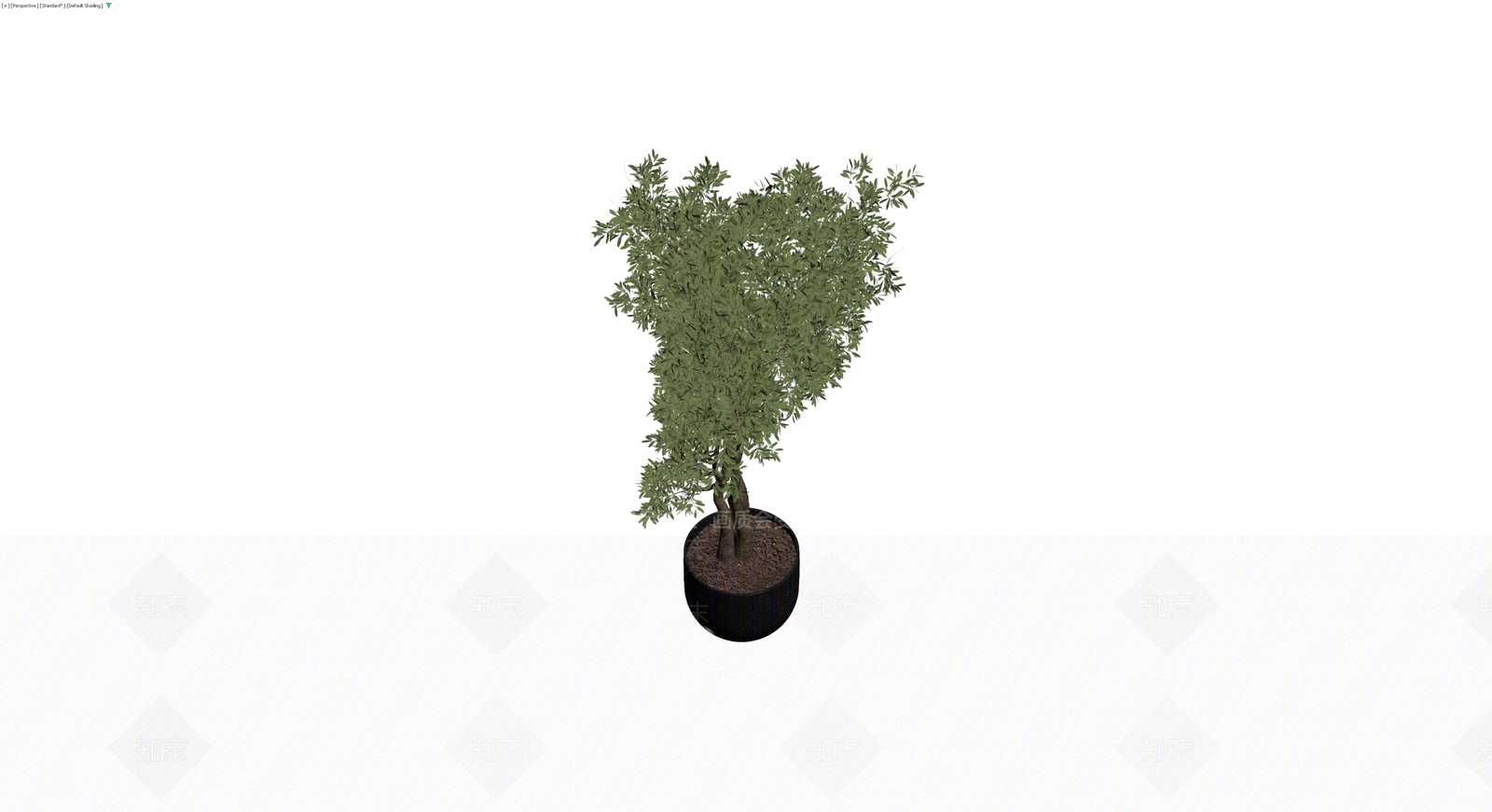 黑色圆盆橄榄树3D模型下载【ID:1230586170】