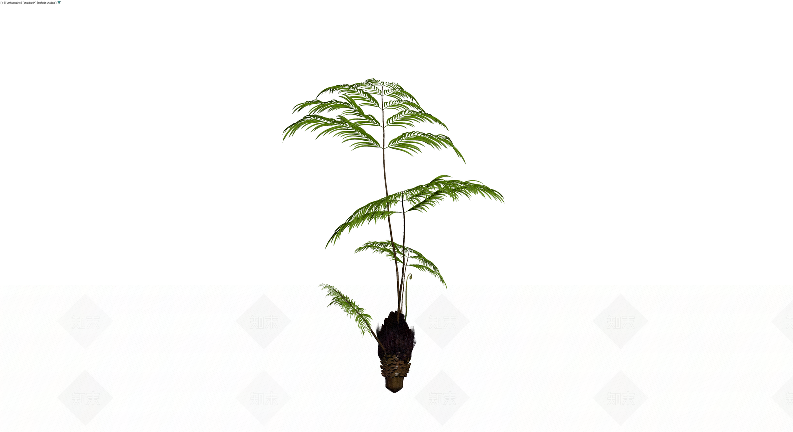 盆栽蕨类植物模型3D模型下载【ID:1230701155】