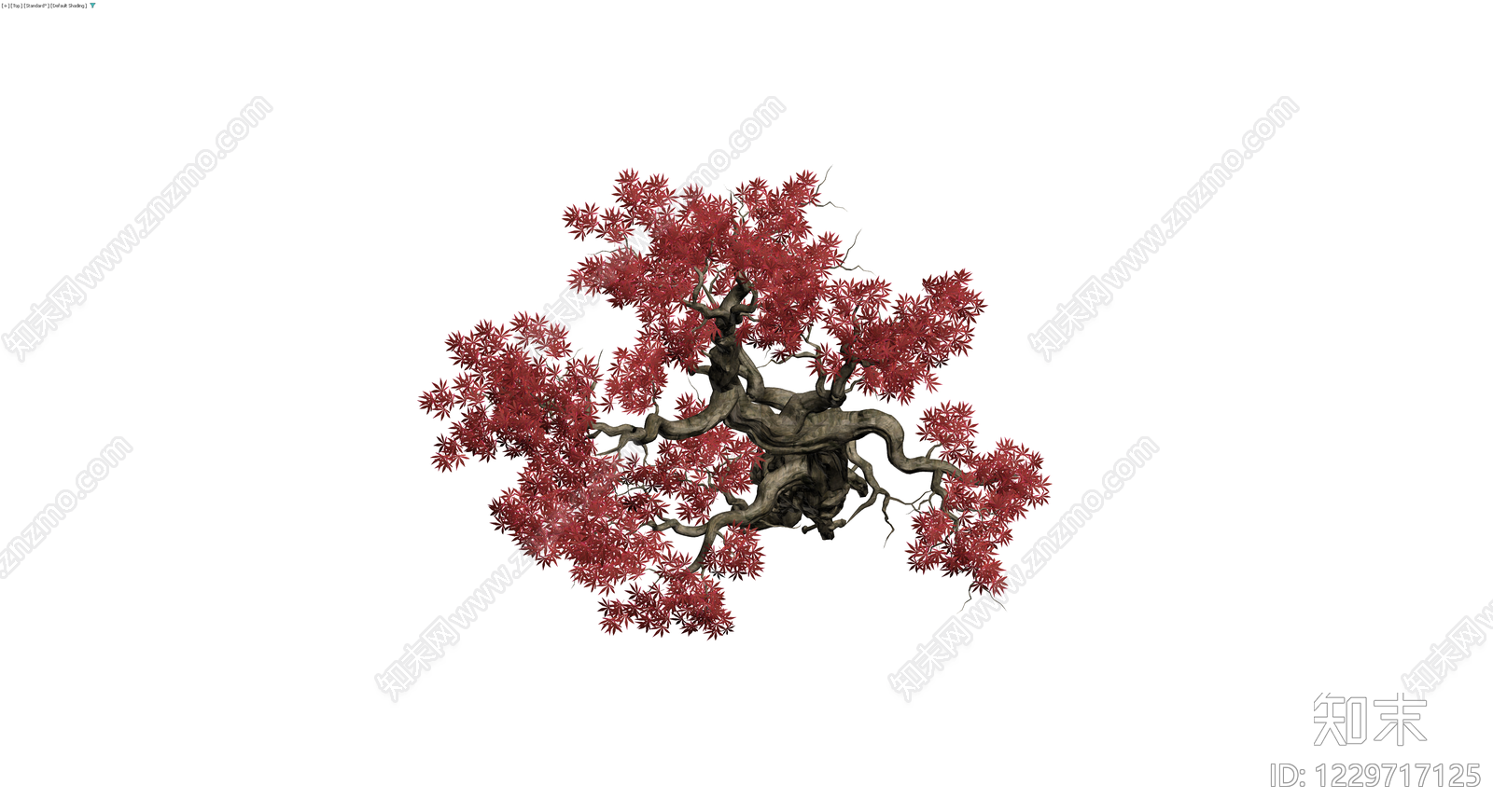 红枫盆景景观树3D模型下载【ID:1229717125】