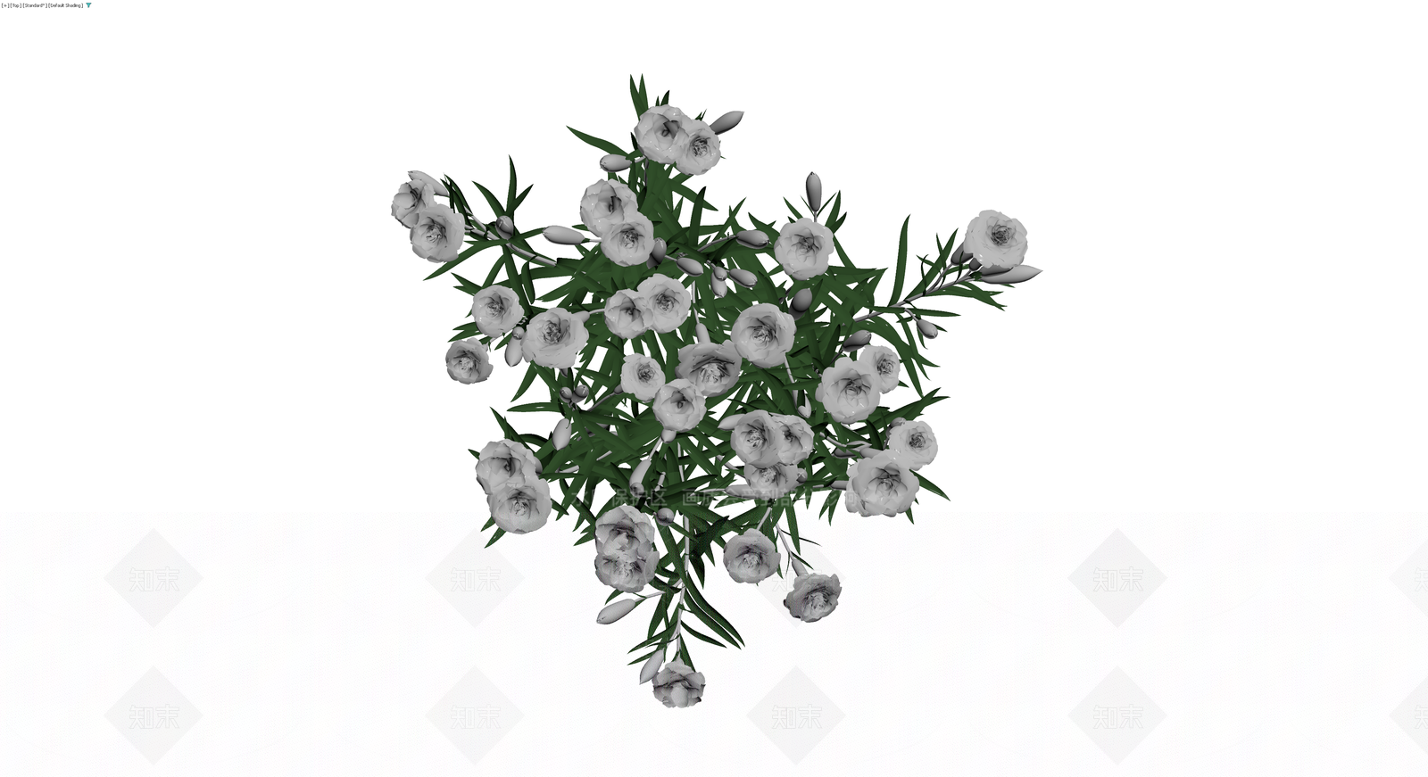 白色康乃馨花丛植物3D模型下载【ID:1230137932】