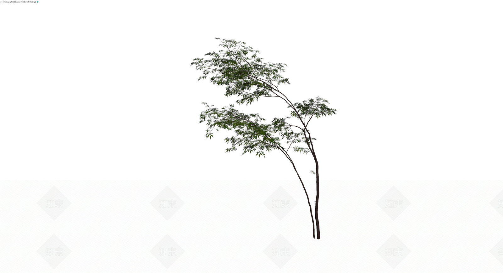 双干细叶乔木3D模型下载【ID:1229640967】