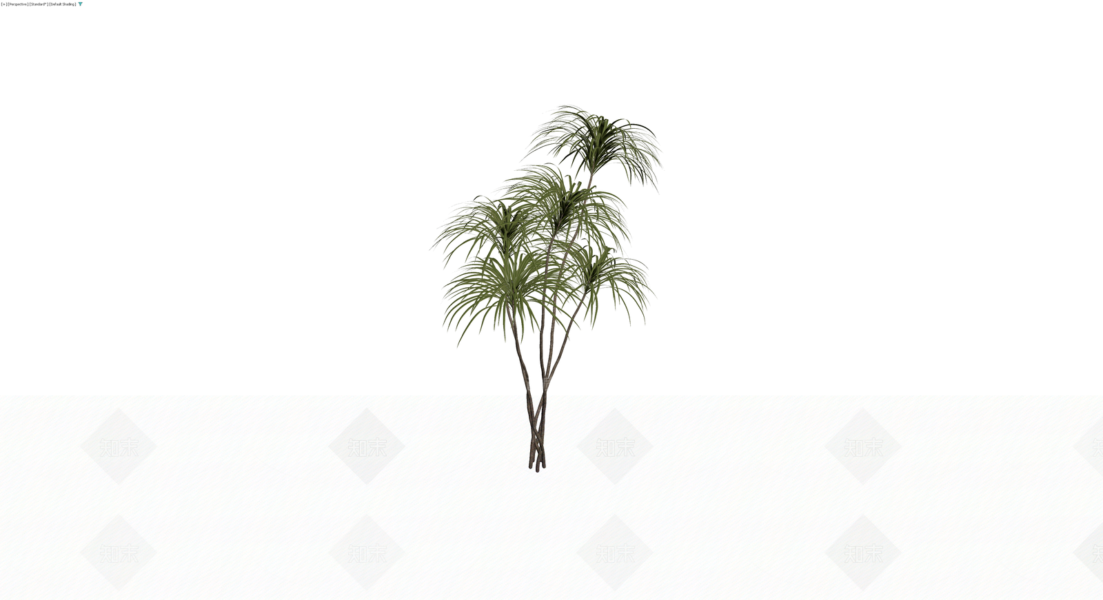 多杆丛生棕榈植物3D模型下载【ID:1230104836】