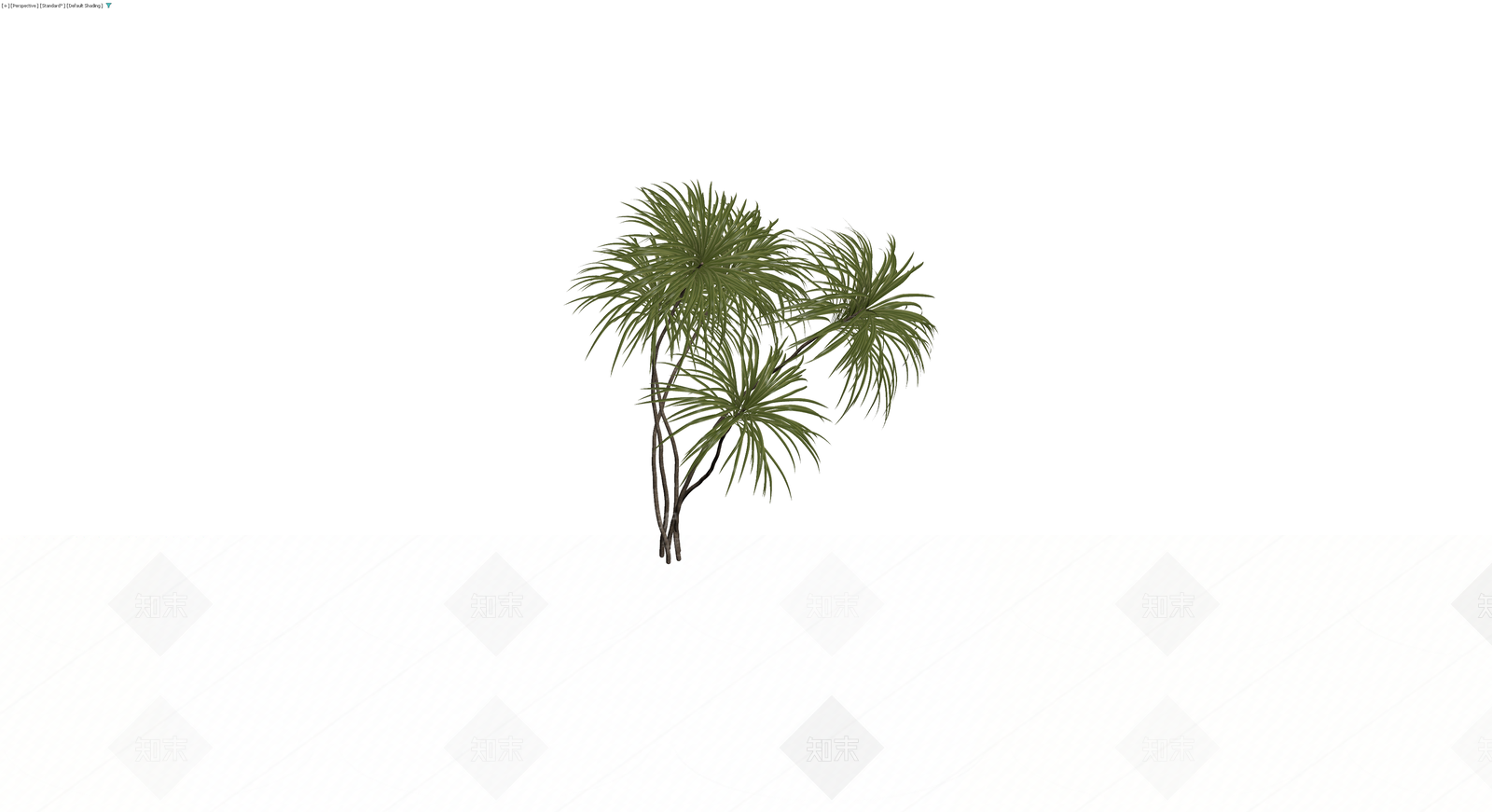 多杆丛生棕榈植物3D模型下载【ID:1230104836】