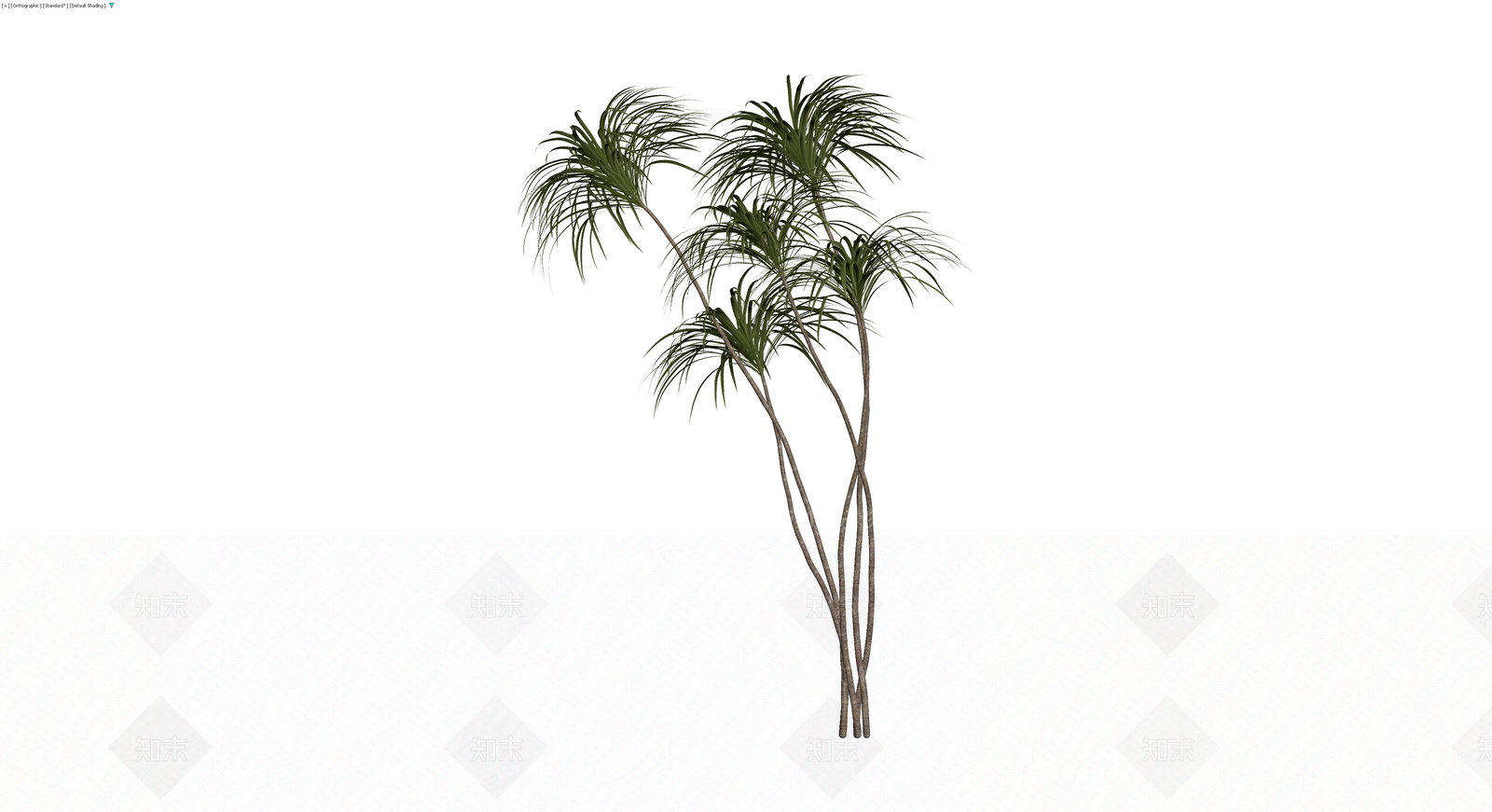 多杆丛生棕榈植物3D模型下载【ID:1230104836】