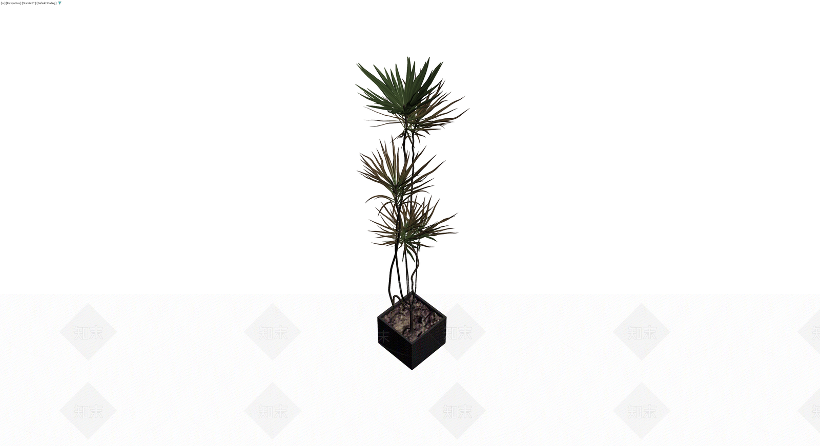 带盆多杆龙血树盆栽3D模型下载【ID:1230187876】