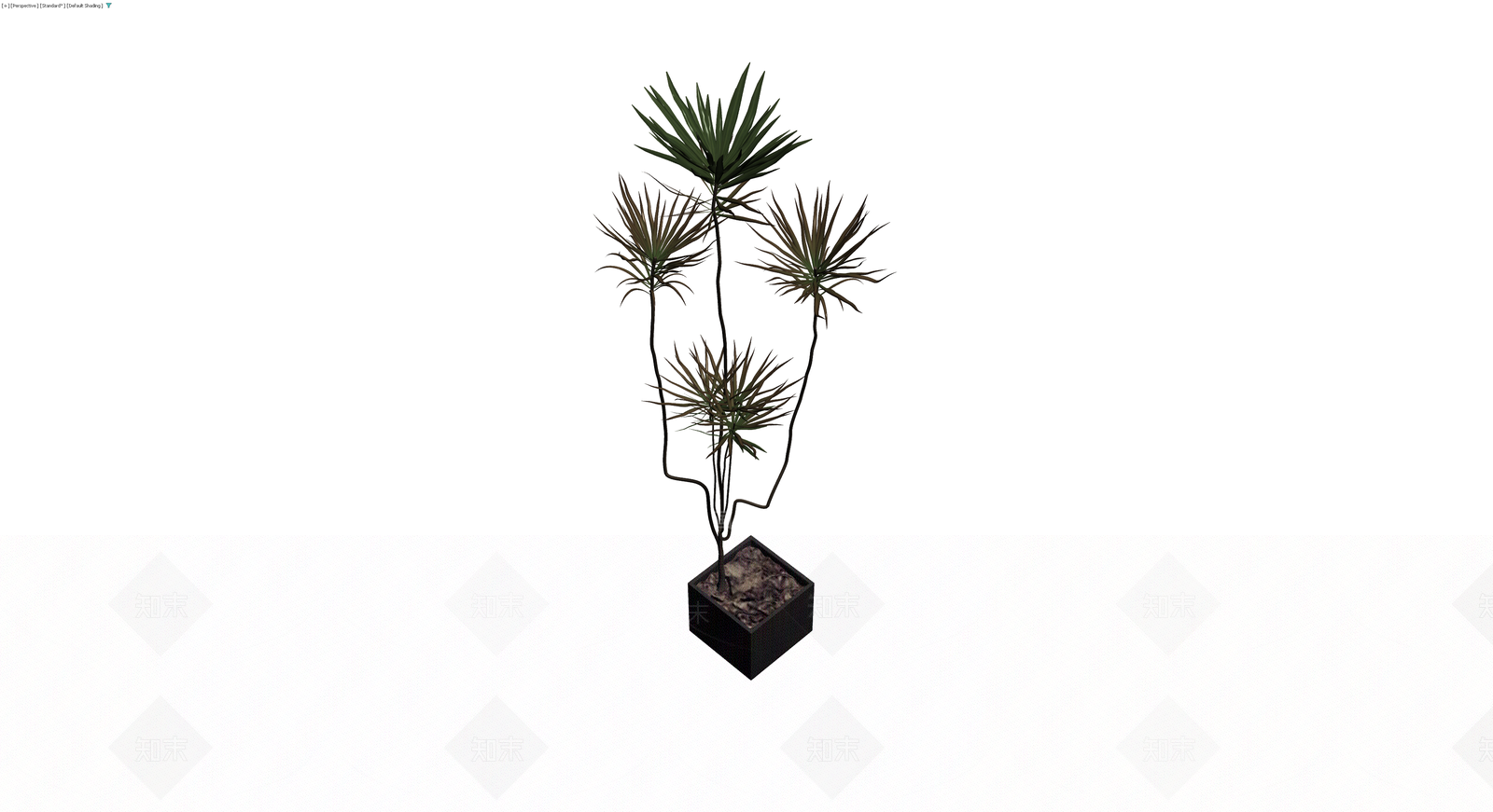 带盆多杆龙血树盆栽3D模型下载【ID:1230187876】