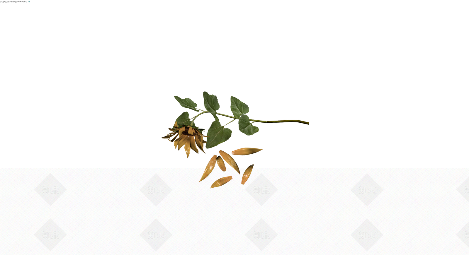 枯萎向日葵植物模型3D模型下载【ID:1230393760】