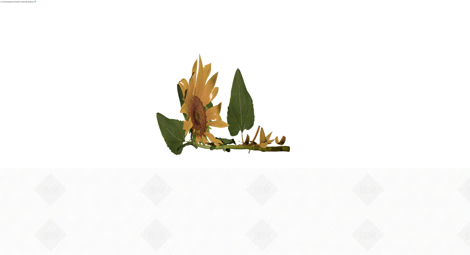 枯萎向日葵植物模型3D模型下载【ID:1230393760】