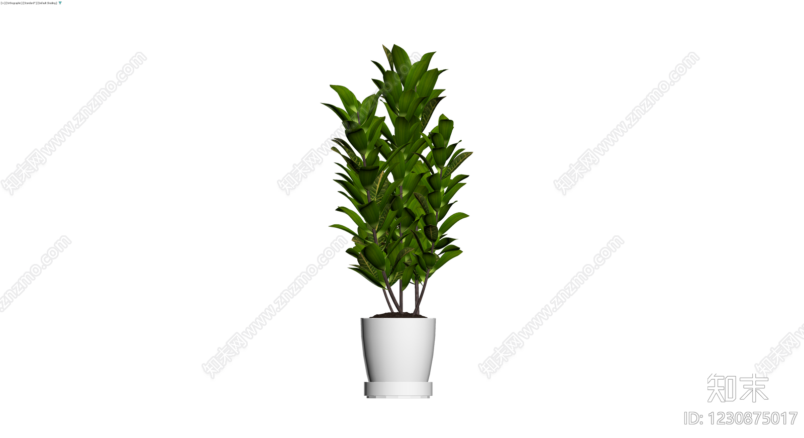 白盆金钱树盆栽3D模型下载【ID:1230875017】