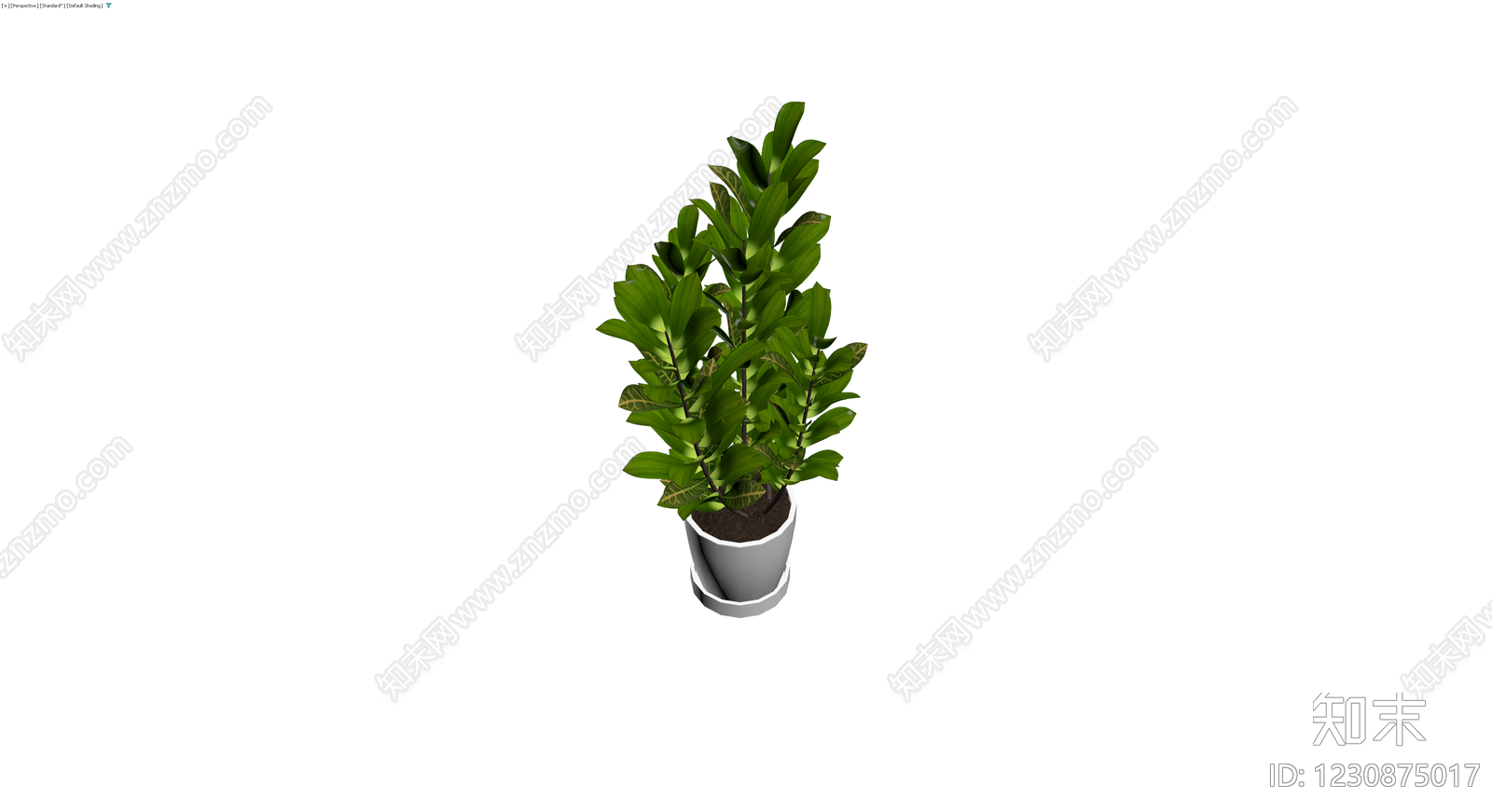白盆金钱树盆栽3D模型下载【ID:1230875017】