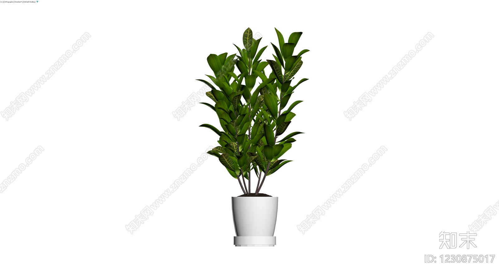 白盆金钱树盆栽3D模型下载【ID:1230875017】
