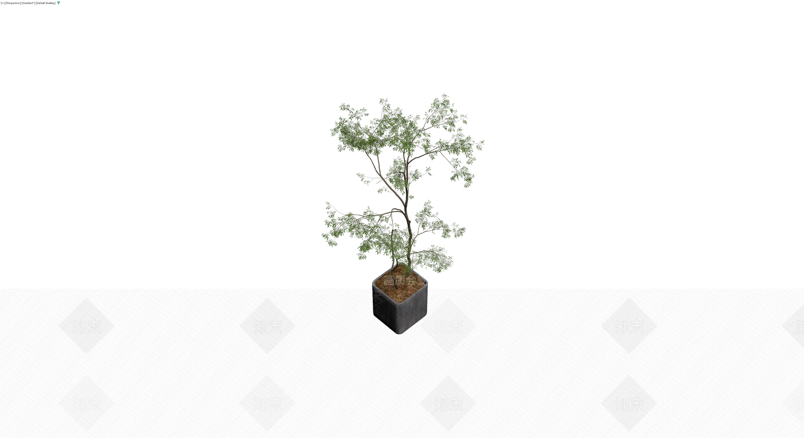 盆栽植物带盆3D模型下载【ID:1229892122】