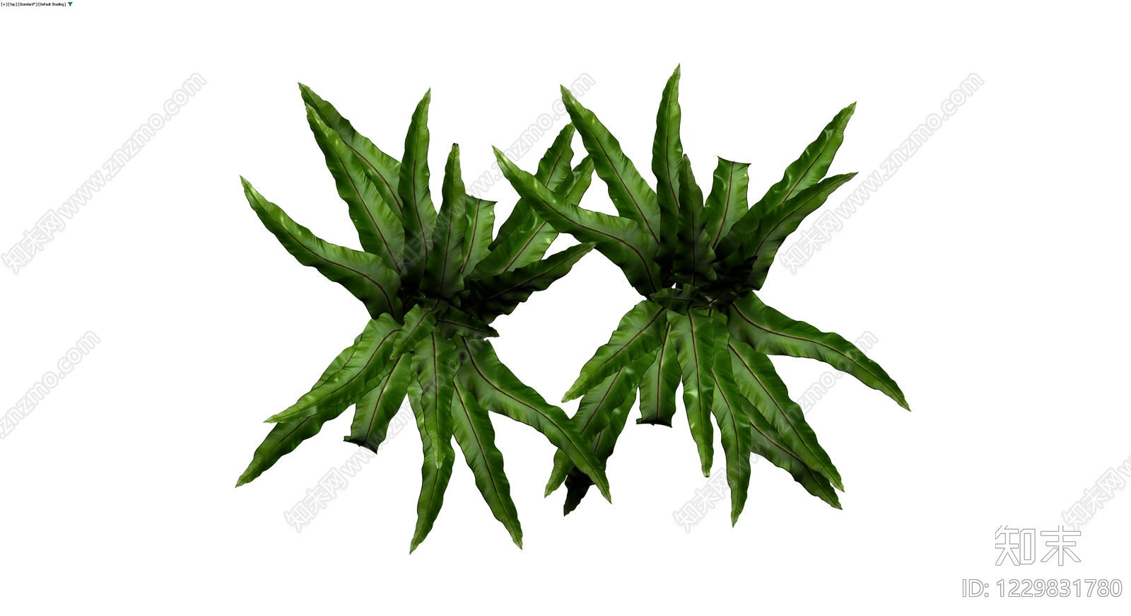丛生绿色蕨类植物3D模型下载【ID:1229831780】