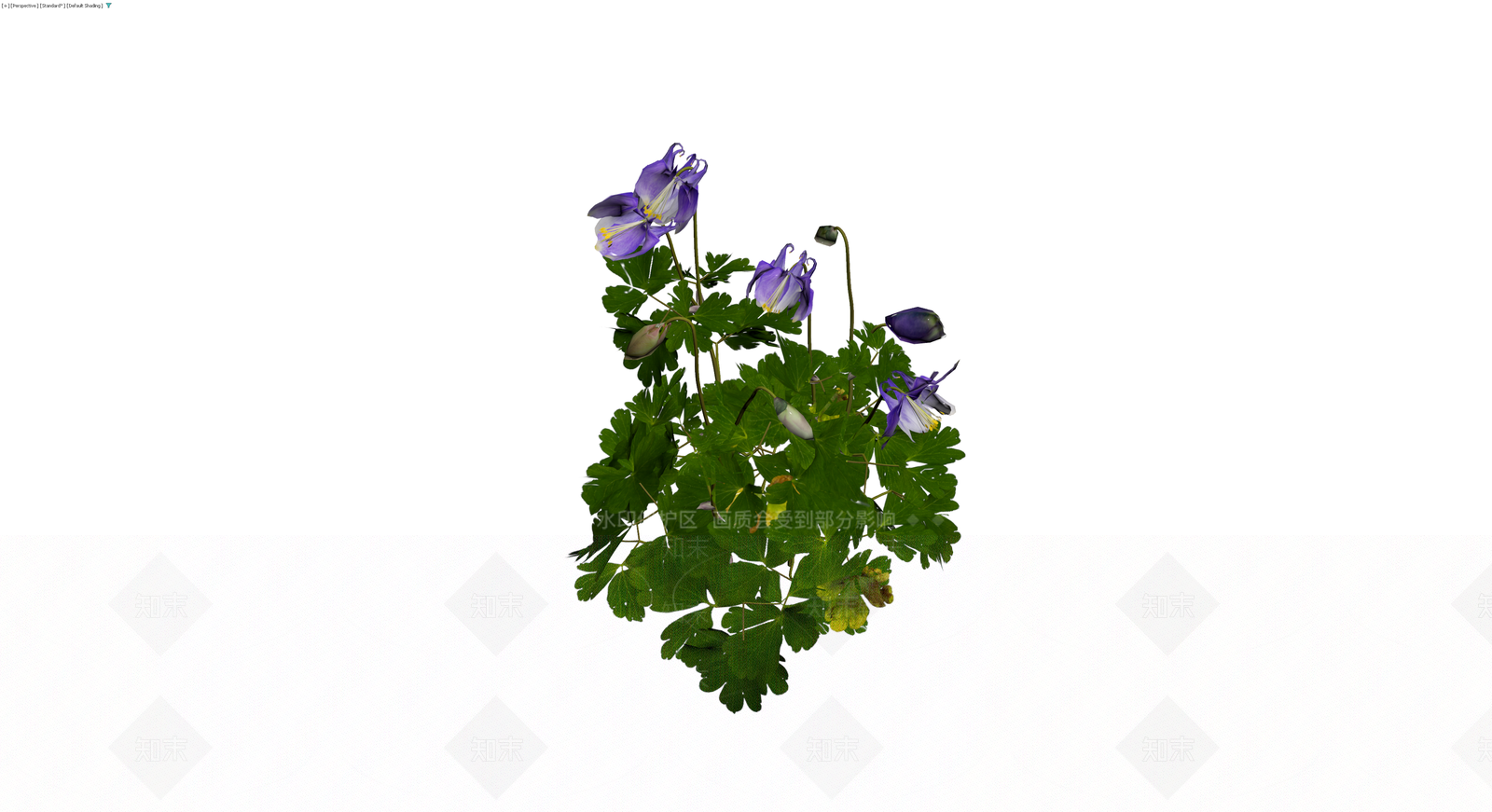 紫色耧斗菜盆栽植物3D模型下载【ID:1230339666】