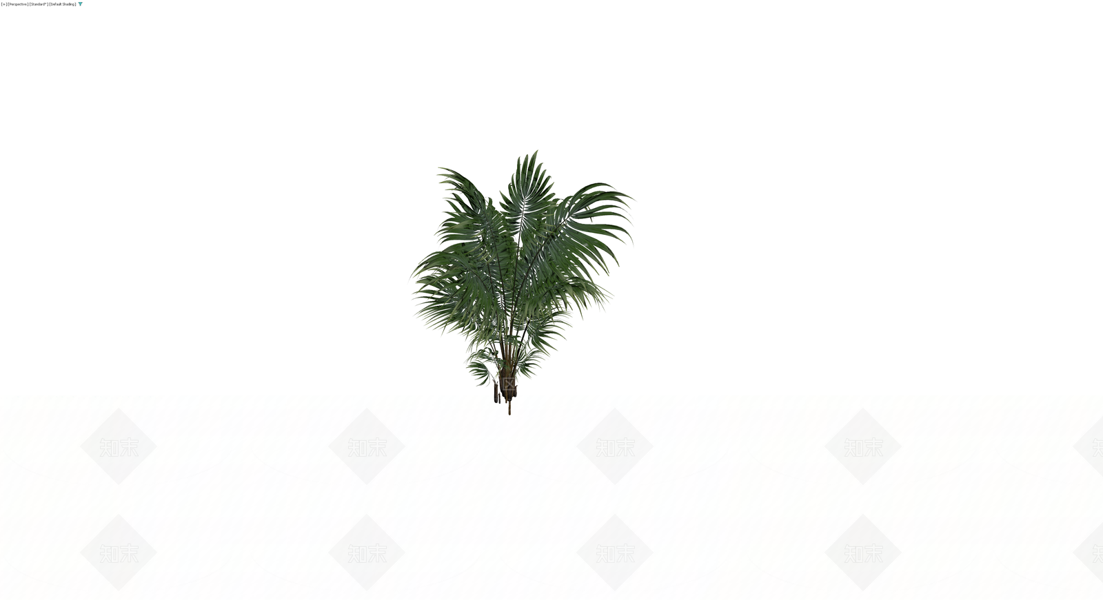 丛生散尾葵植物模型3D模型下载【ID:1230088578】