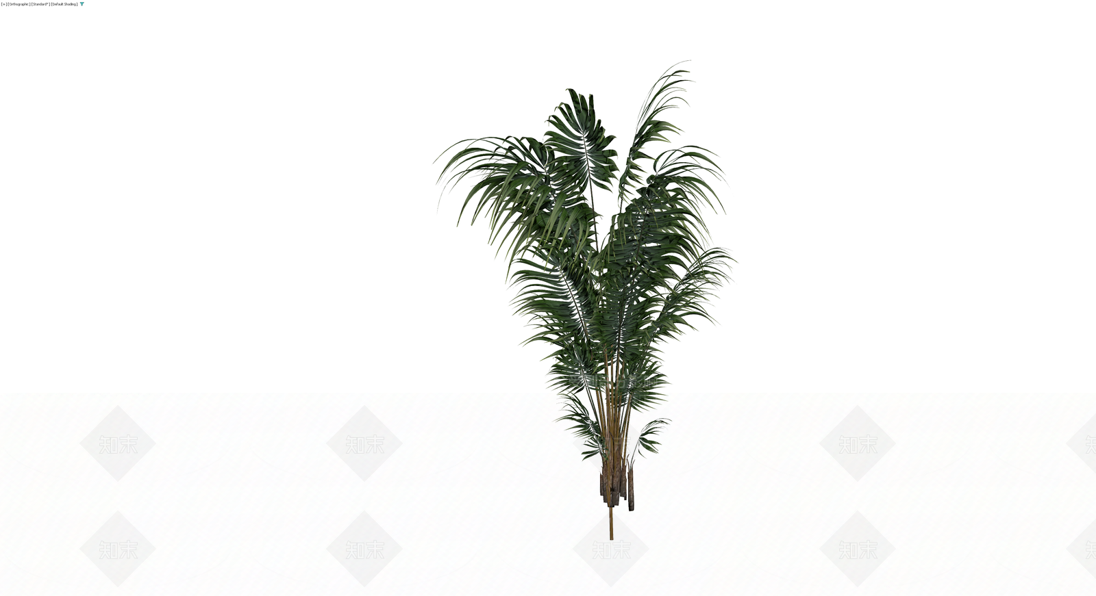 丛生散尾葵植物模型3D模型下载【ID:1230088578】