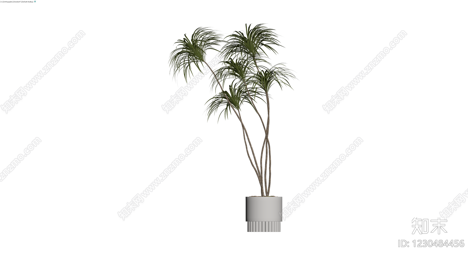 盆栽龙血树植物3D模型下载【ID:1230484456】
