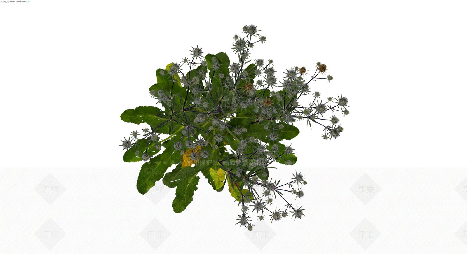 蓝刺头植物盆栽组合3D模型下载【ID:1229943061】
