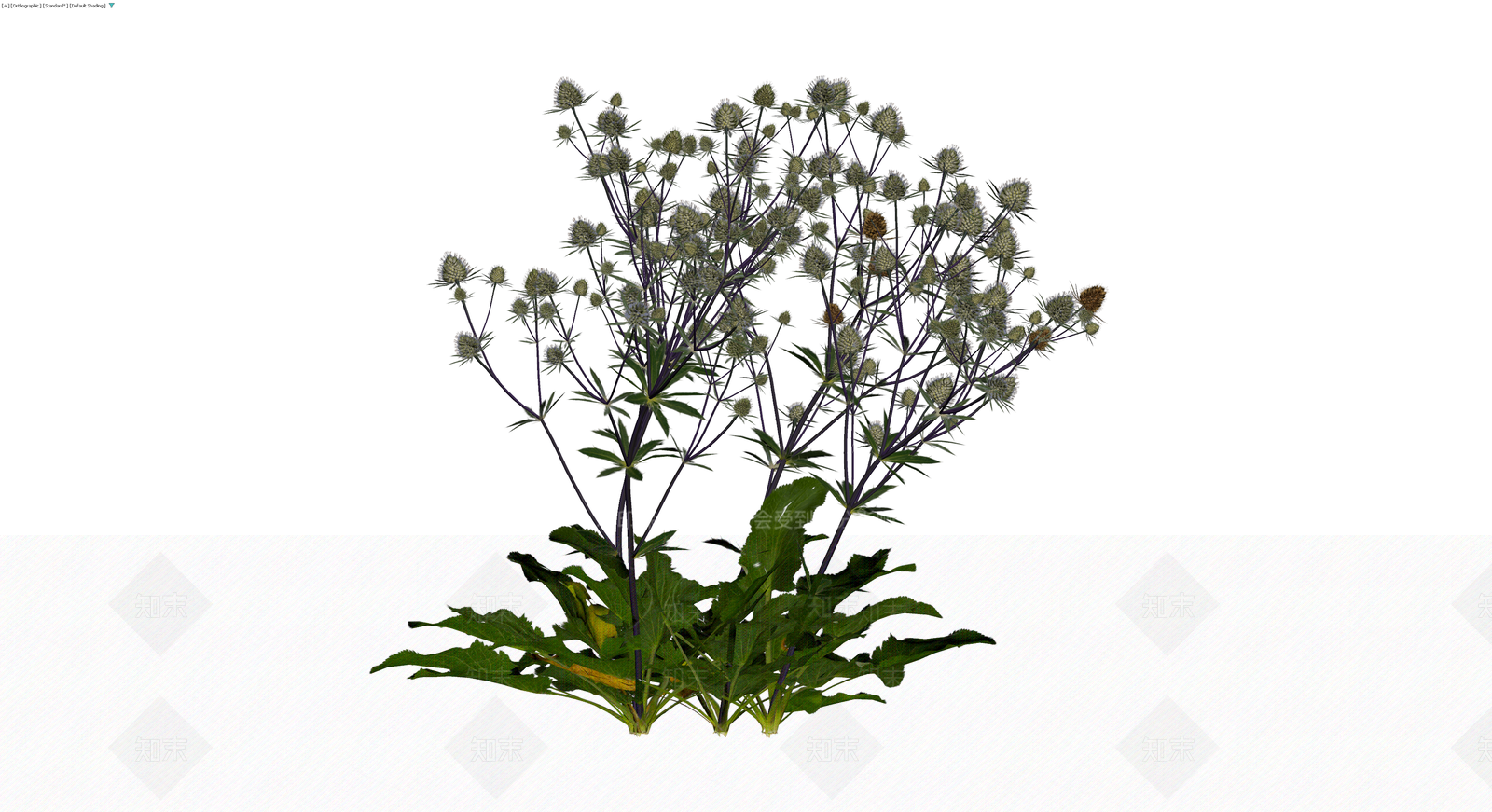 蓝刺头植物盆栽组合3D模型下载【ID:1229943061】
