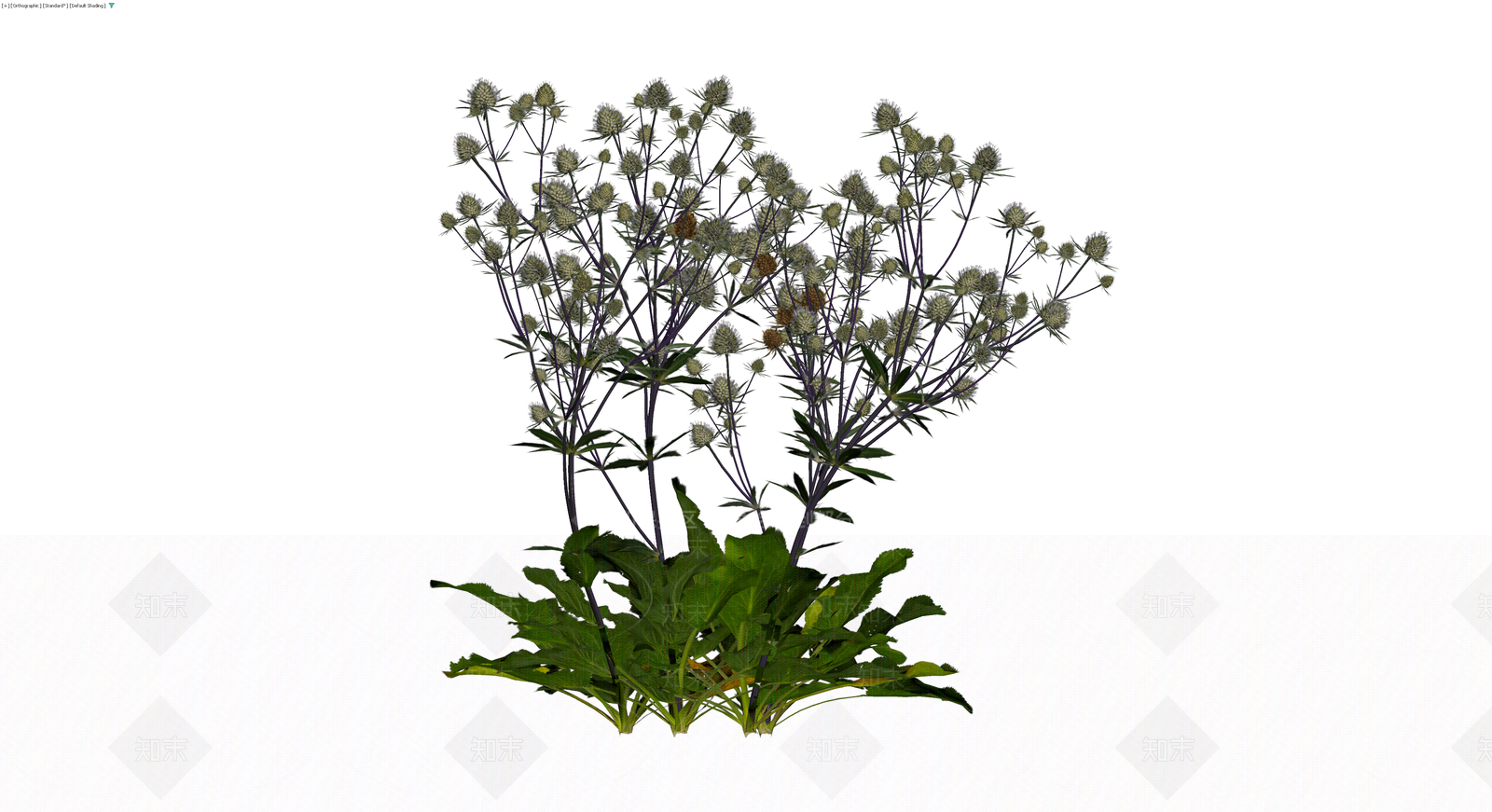 蓝刺头植物盆栽组合3D模型下载【ID:1229943061】