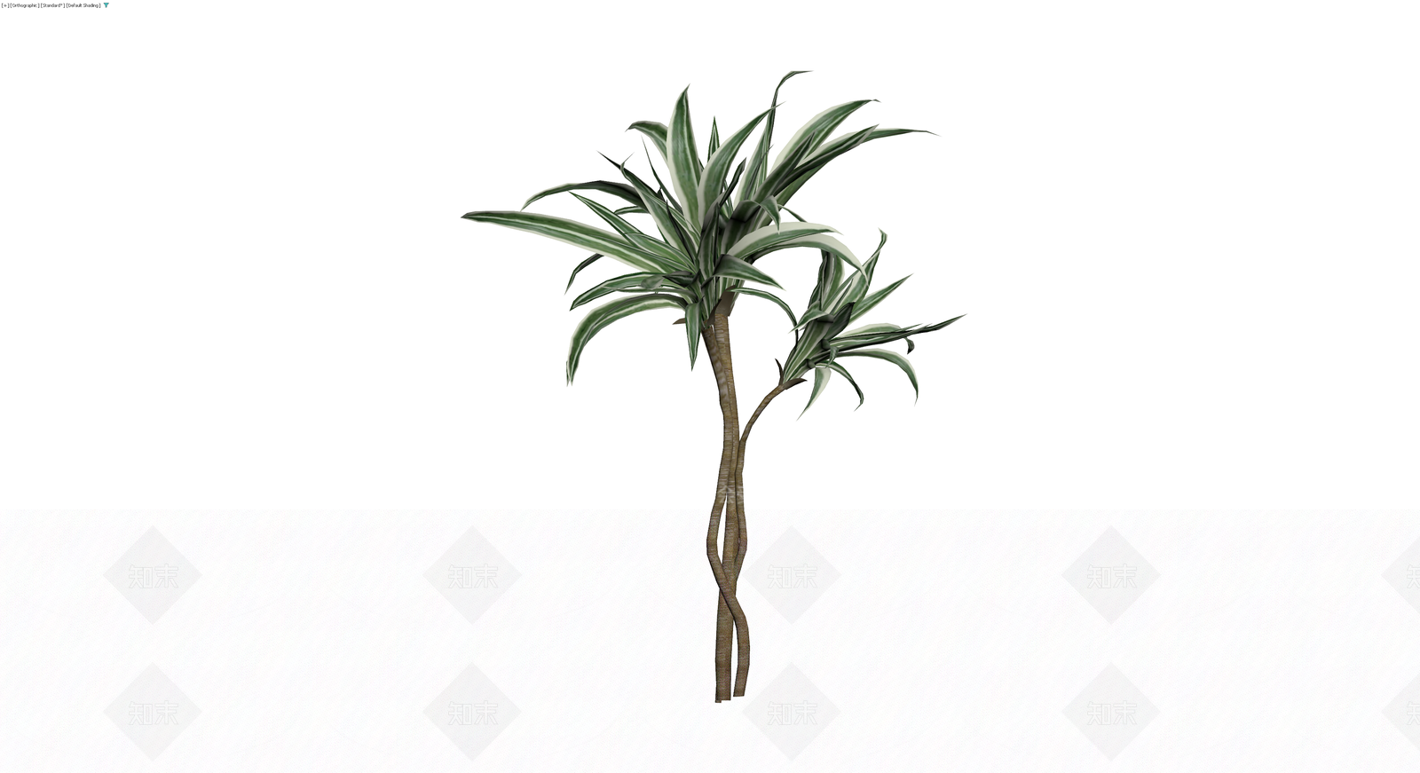 龙血树盆栽植物3D模型下载【ID:1230167181】
