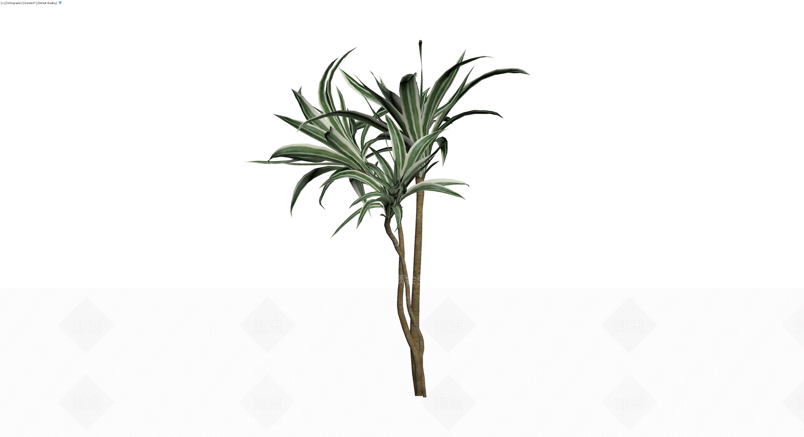 龙血树盆栽植物3D模型下载【ID:1230167181】