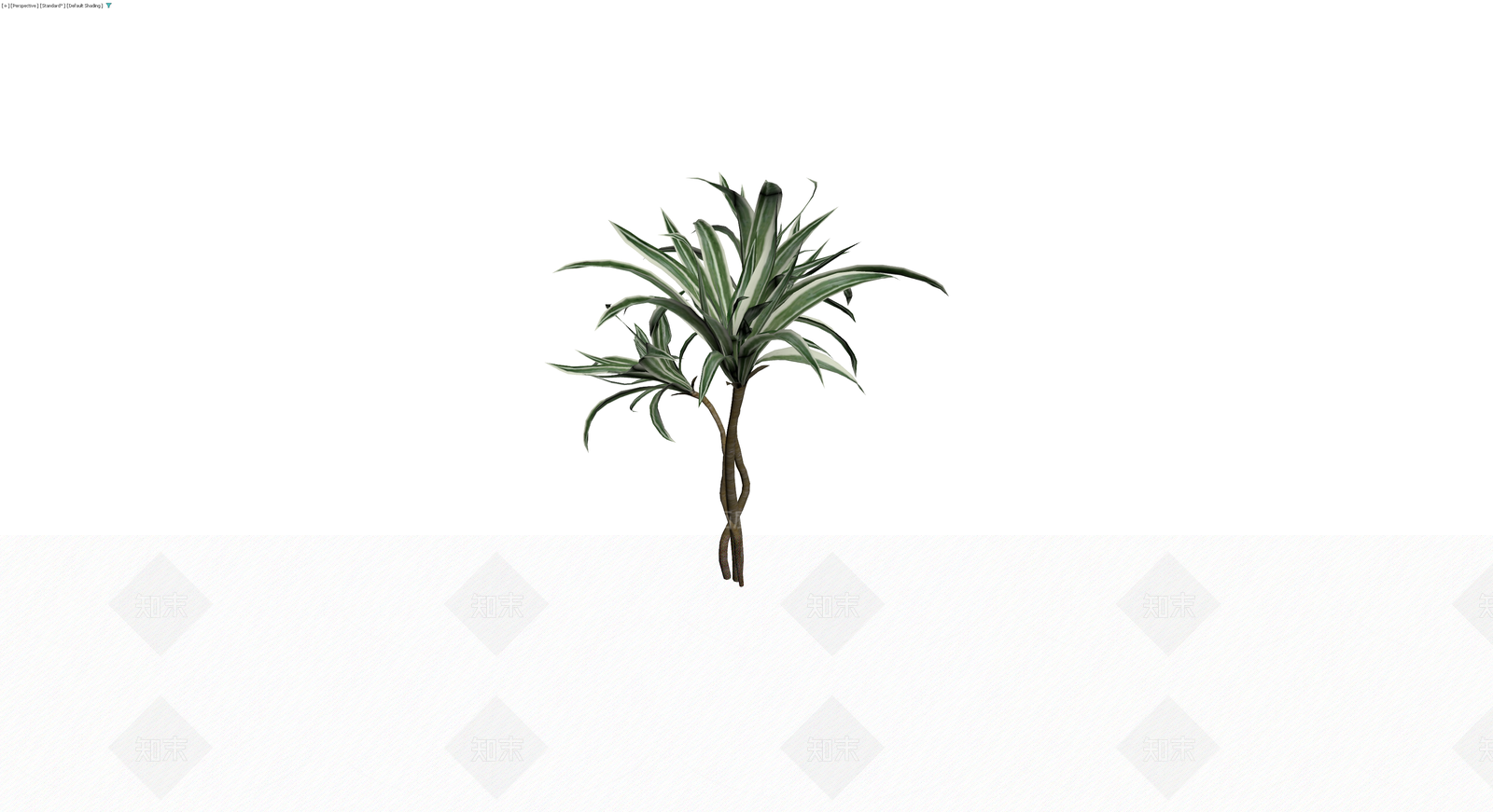 龙血树盆栽植物3D模型下载【ID:1230167181】