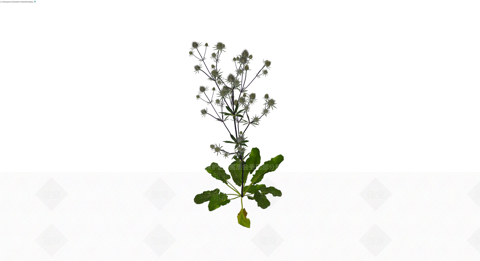 完整海刺芹植物模型3D模型下载【ID:1229942906】