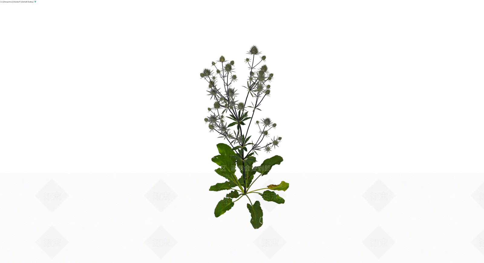 完整海刺芹植物模型3D模型下载【ID:1229942906】