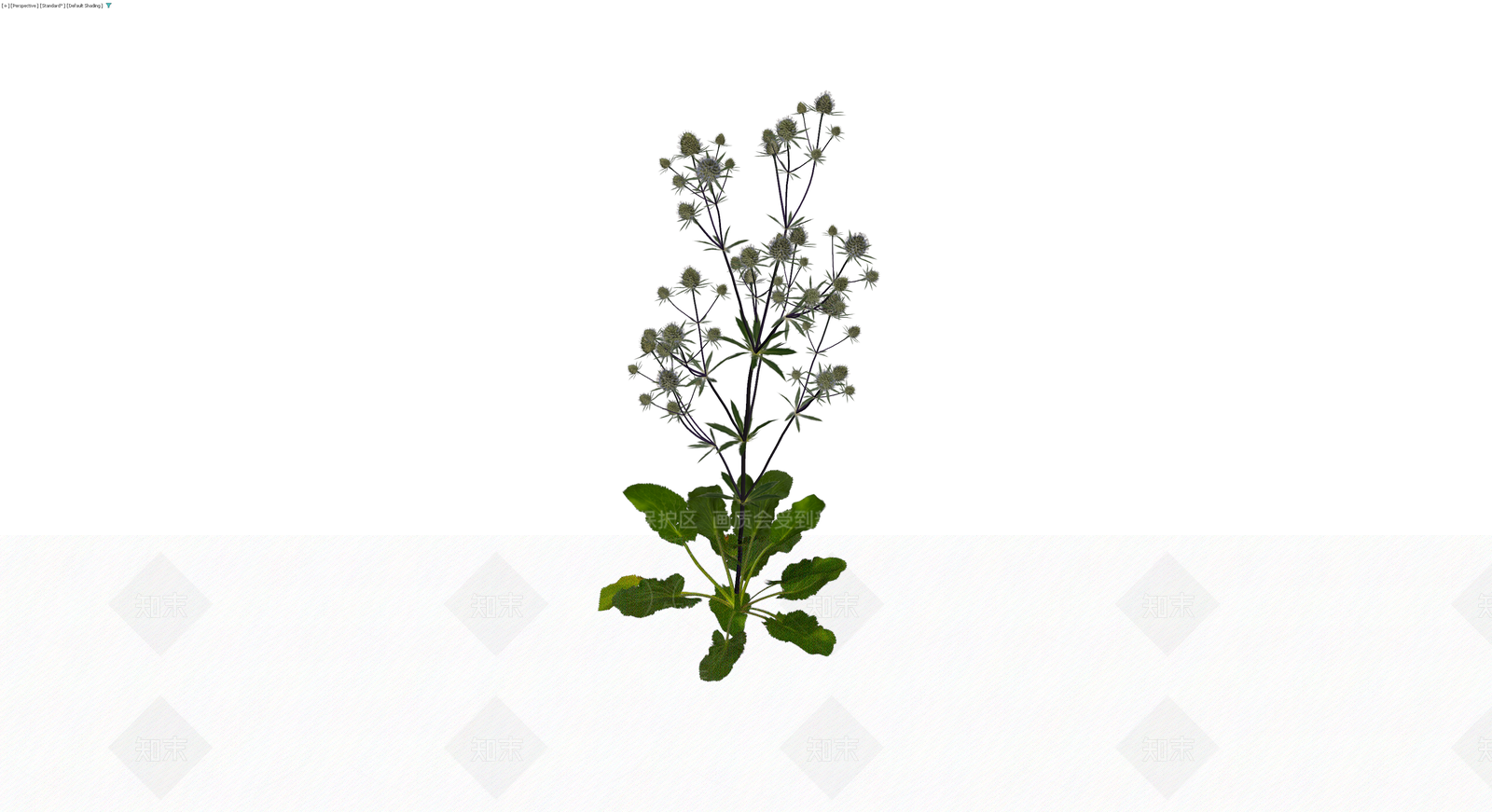 完整海刺芹植物模型3D模型下载【ID:1229942906】