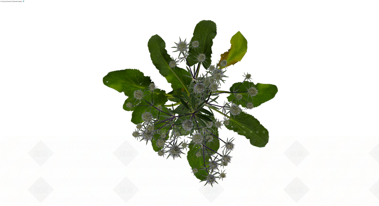 完整海刺芹植物模型3D模型下载【ID:1229942906】
