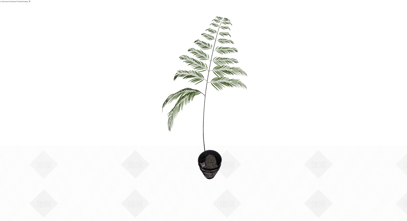 盆栽蕨类植物模型3D模型下载【ID:1230681007】