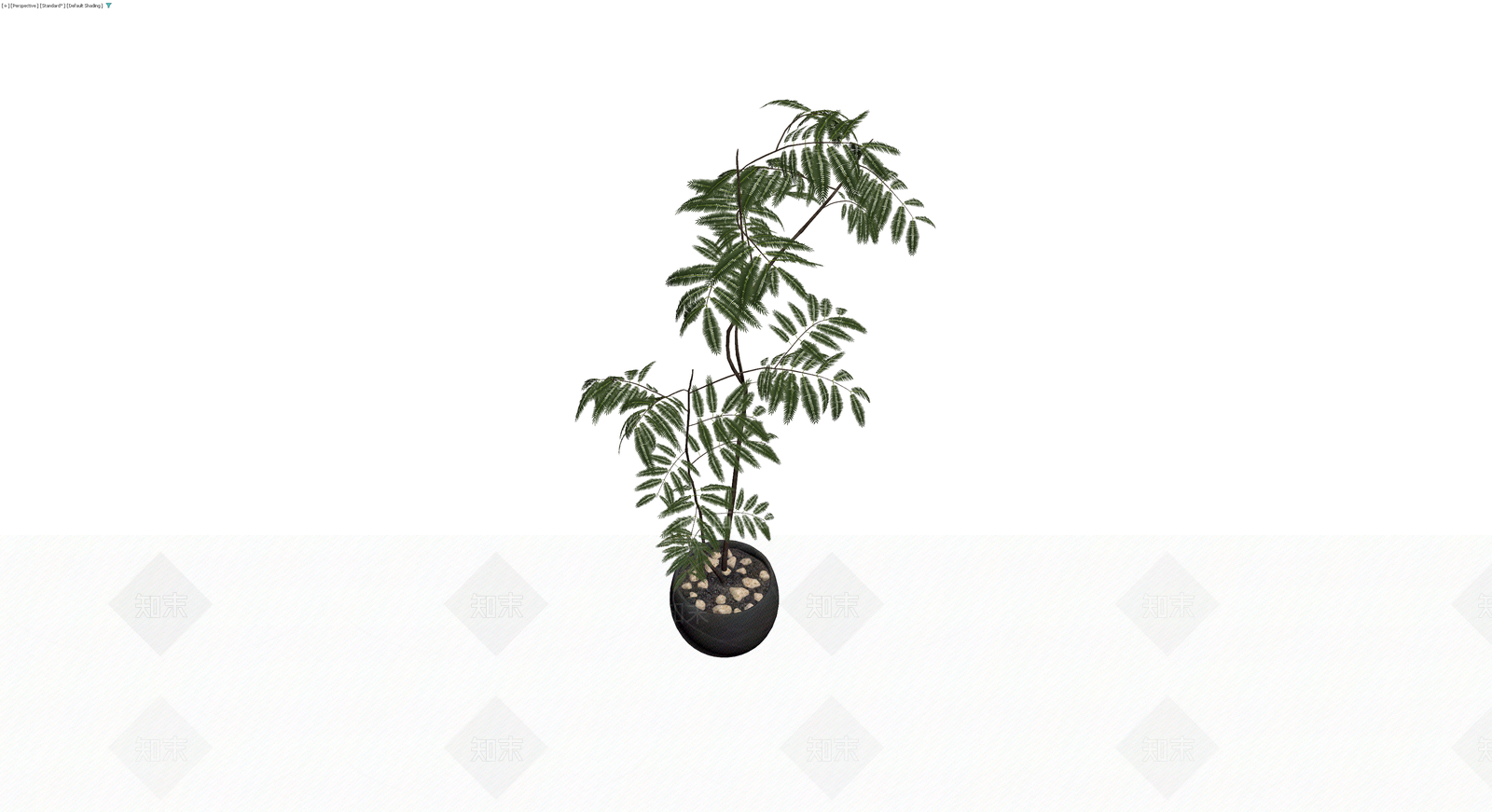 黑色花盆盆栽植物3D模型下载【ID:1229939517】