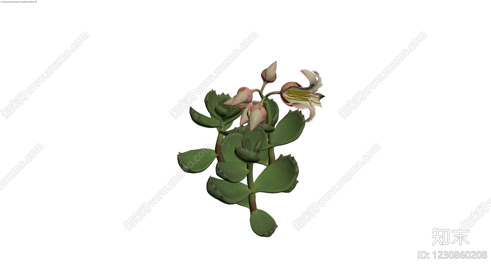 多肉植物开花盆栽3D模型下载【ID:1230860208】