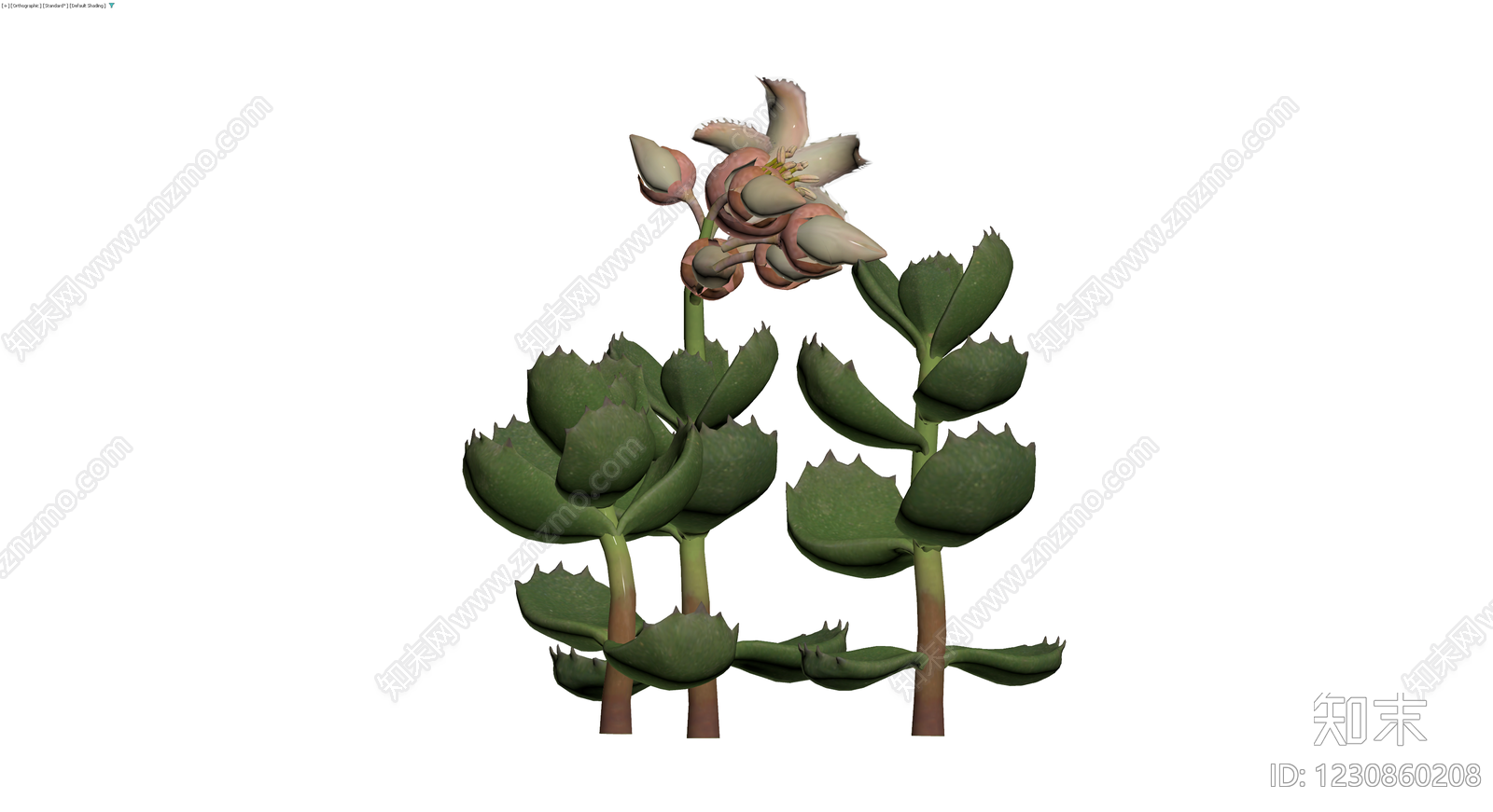 多肉植物开花盆栽3D模型下载【ID:1230860208】