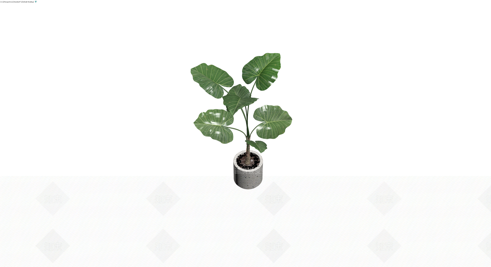 盆栽海芋植物3D模型下载【ID:1230395918】