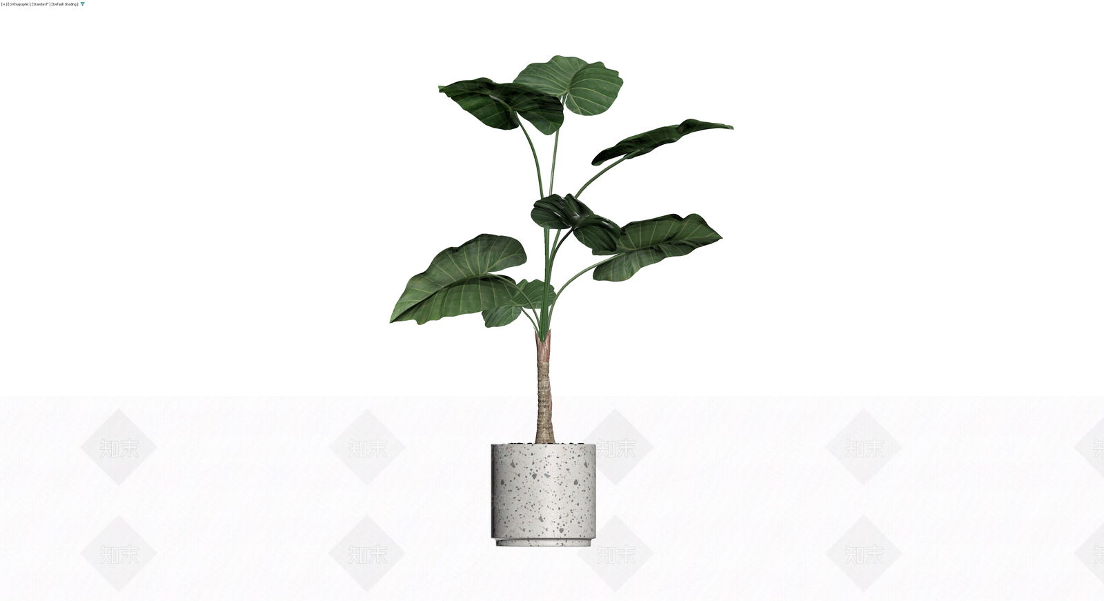 盆栽海芋植物3D模型下载【ID:1230395918】