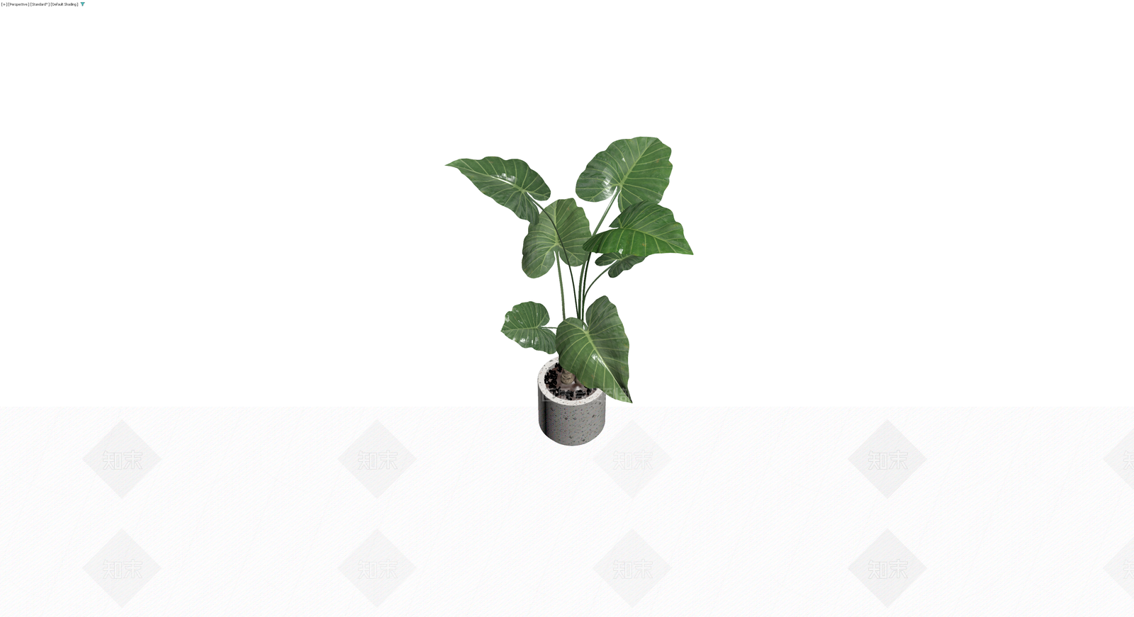 盆栽海芋植物3D模型下载【ID:1230395918】