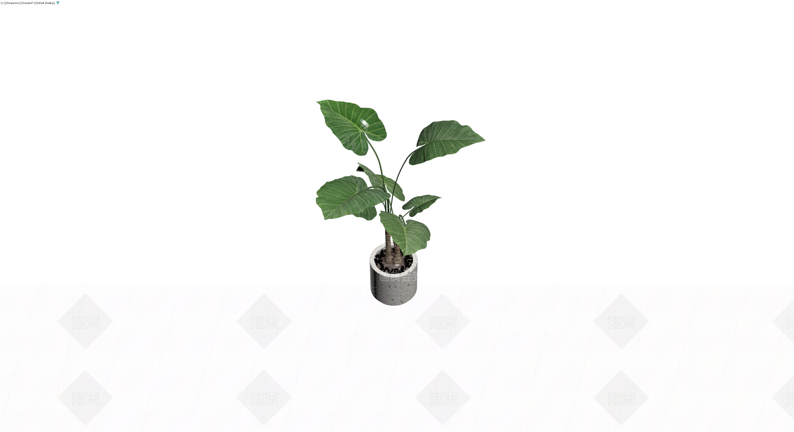 盆栽海芋植物3D模型下载【ID:1230395918】