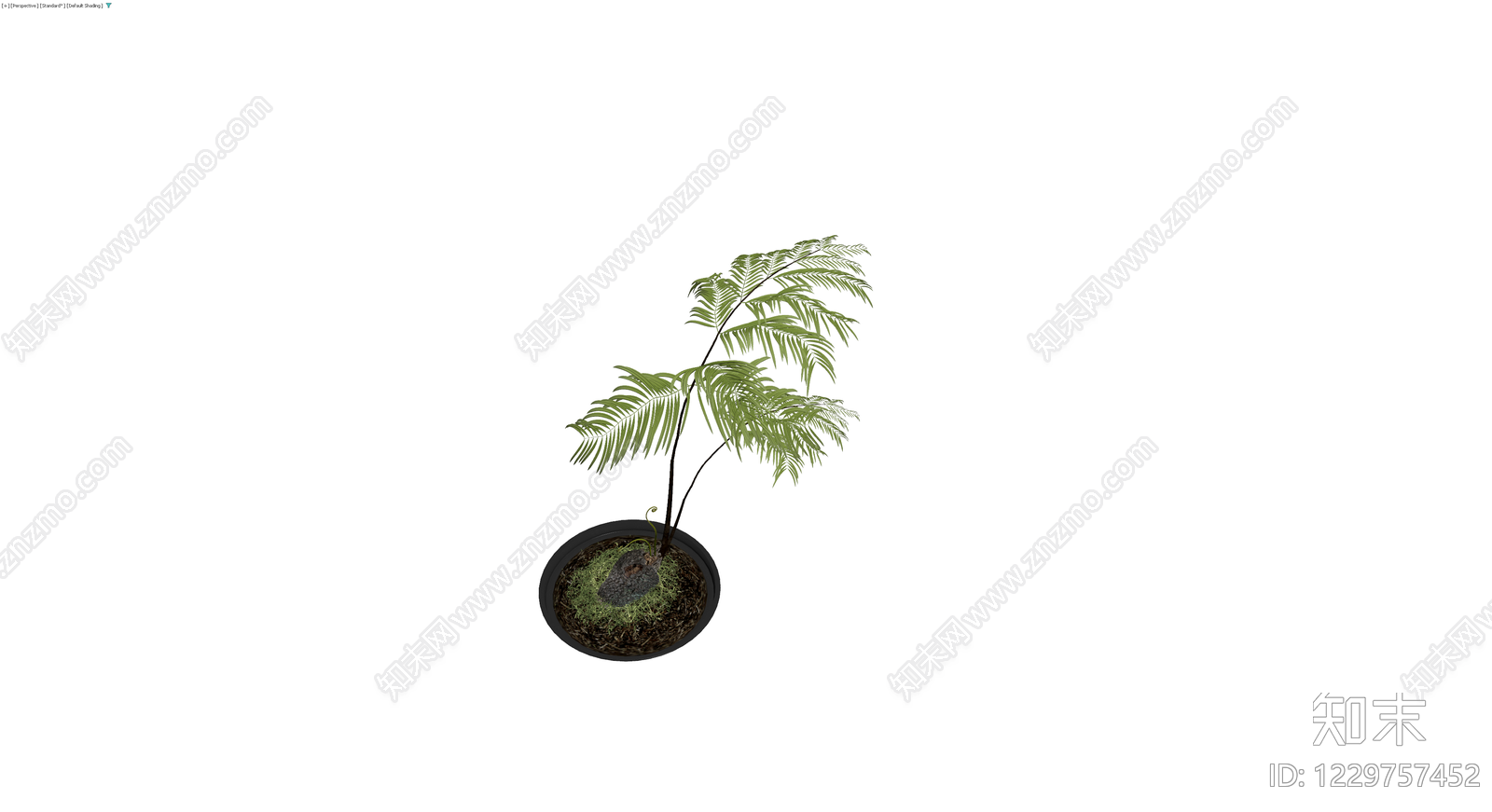 盆栽蕨类植物3D模型下载【ID:1229757452】