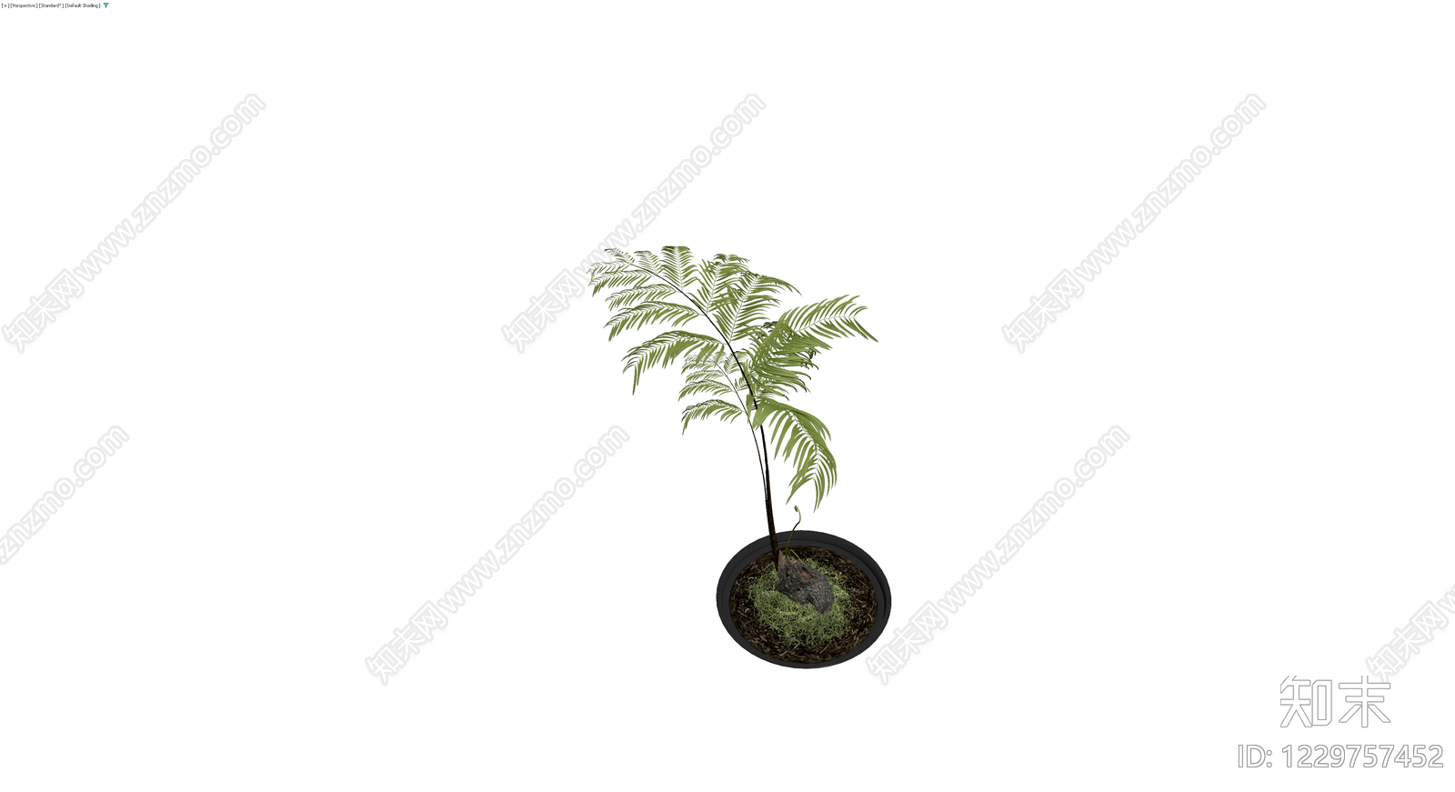 盆栽蕨类植物3D模型下载【ID:1229757452】