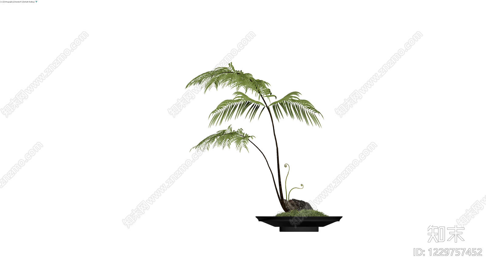 盆栽蕨类植物3D模型下载【ID:1229757452】