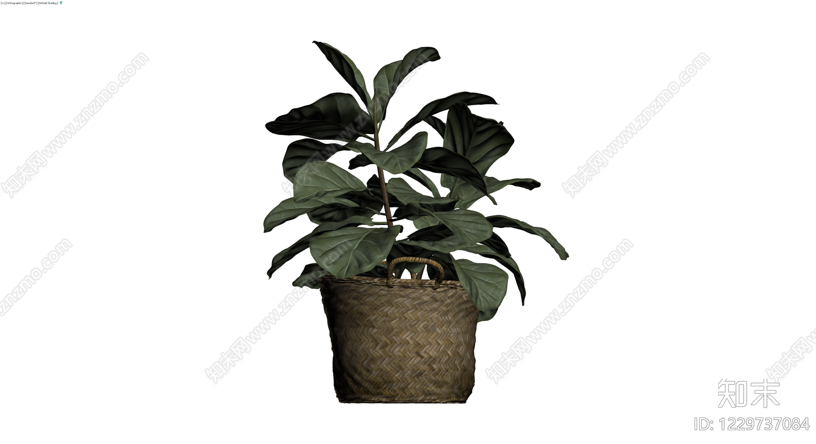 盆栽琴叶榕带编织篮3D模型下载【ID:1229737084】
