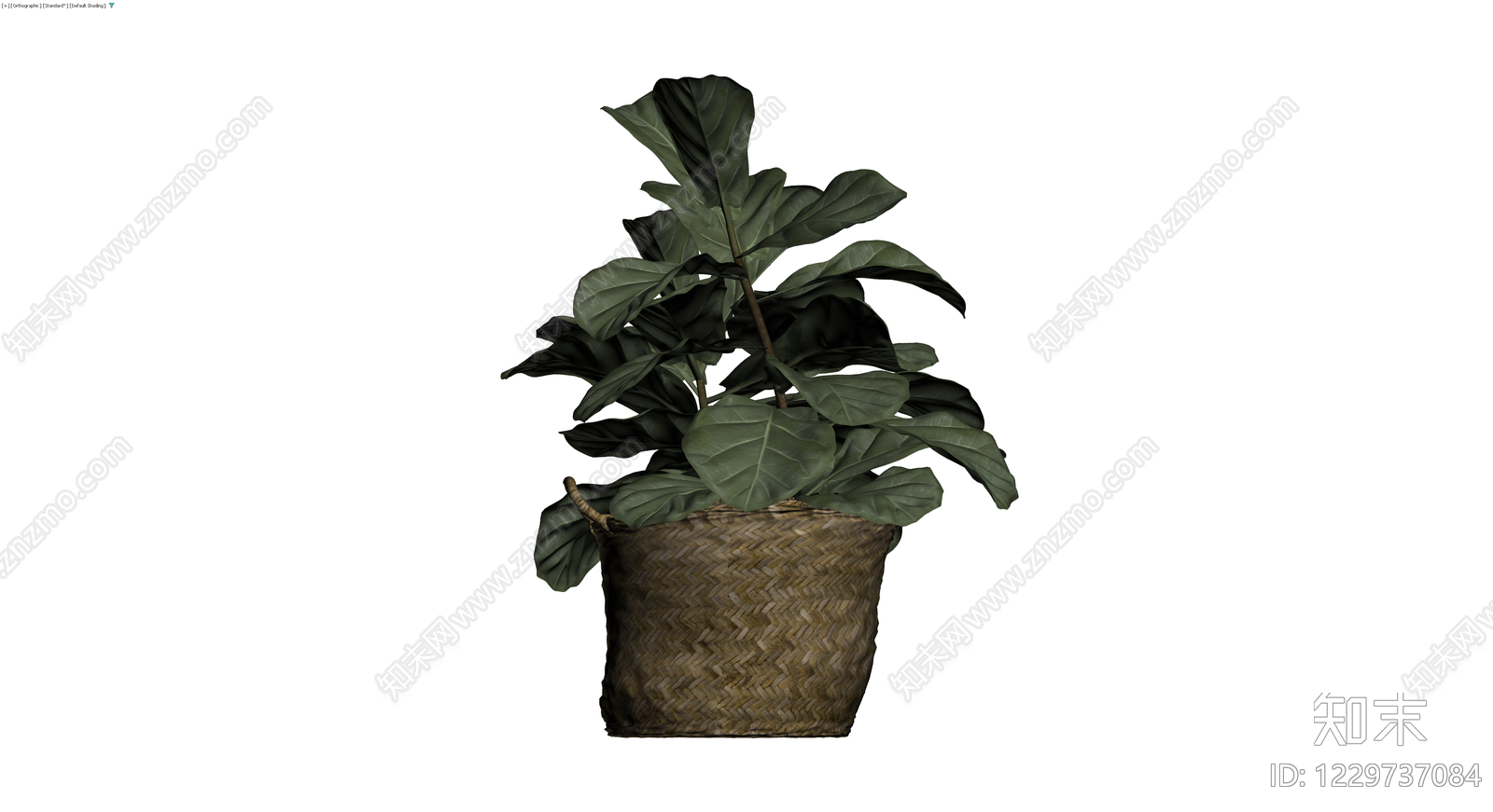 盆栽琴叶榕带编织篮3D模型下载【ID:1229737084】
