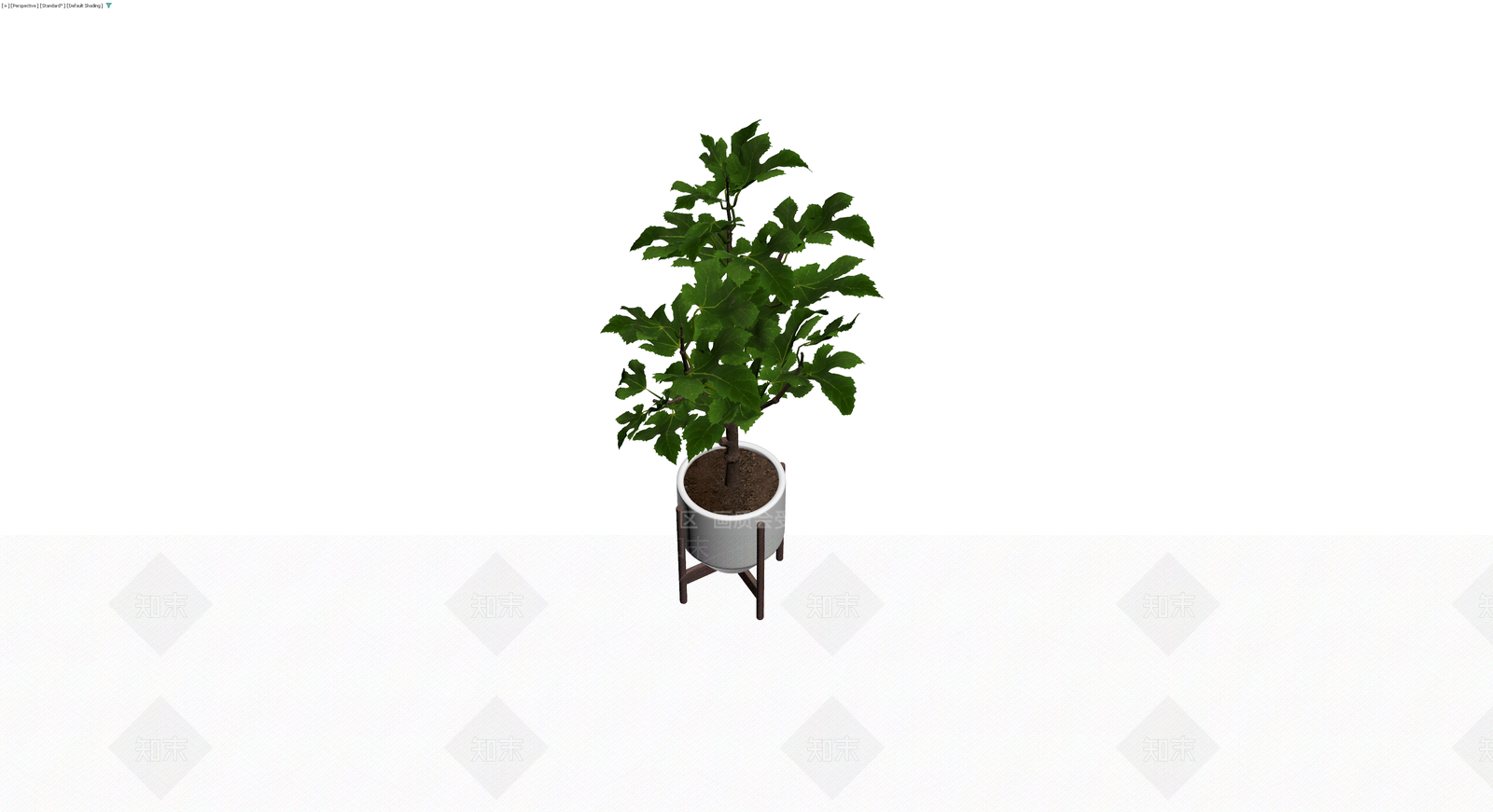 盆栽无花果植物3D模型下载【ID:1230789048】