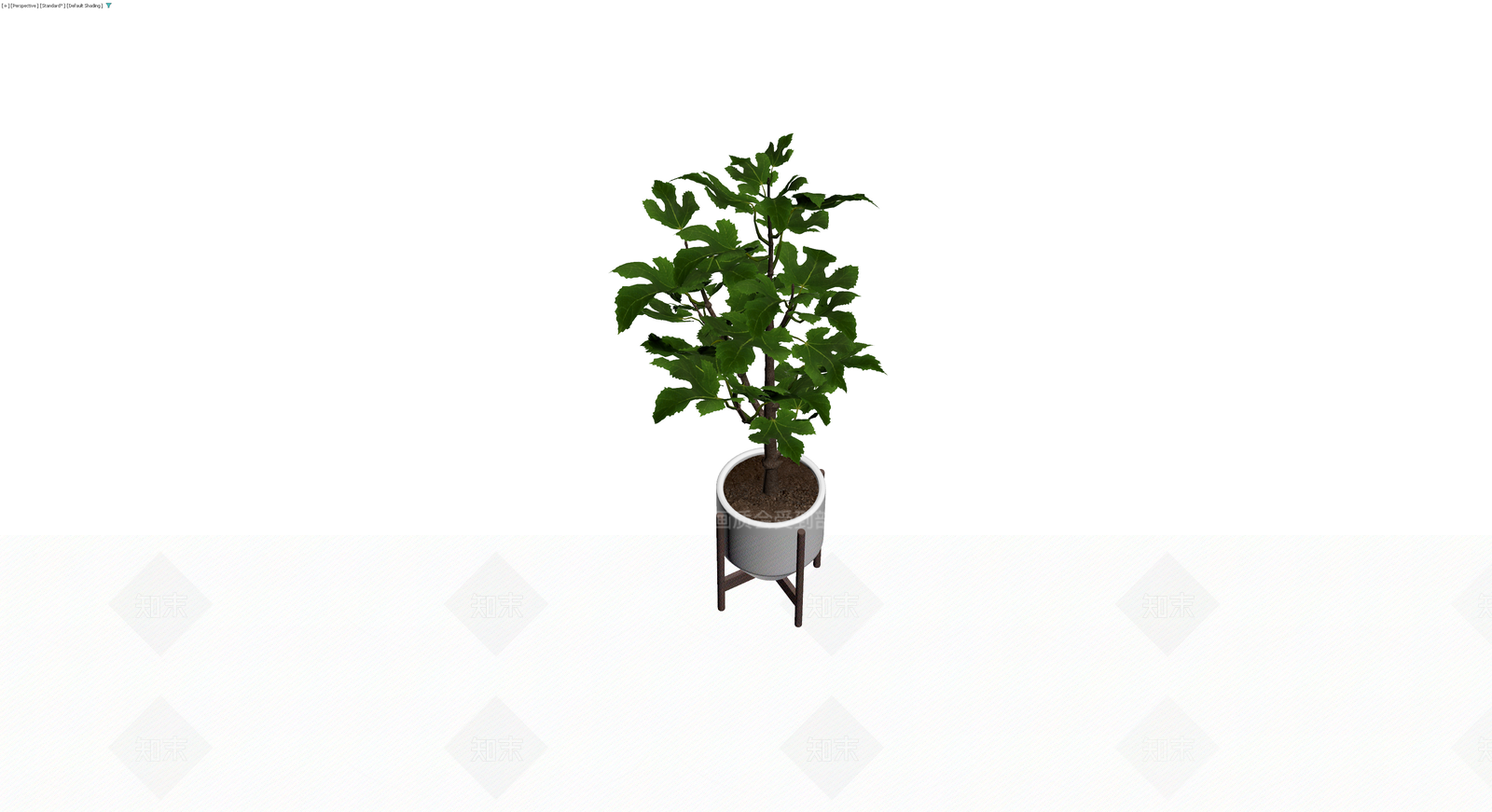 盆栽无花果植物3D模型下载【ID:1230789048】