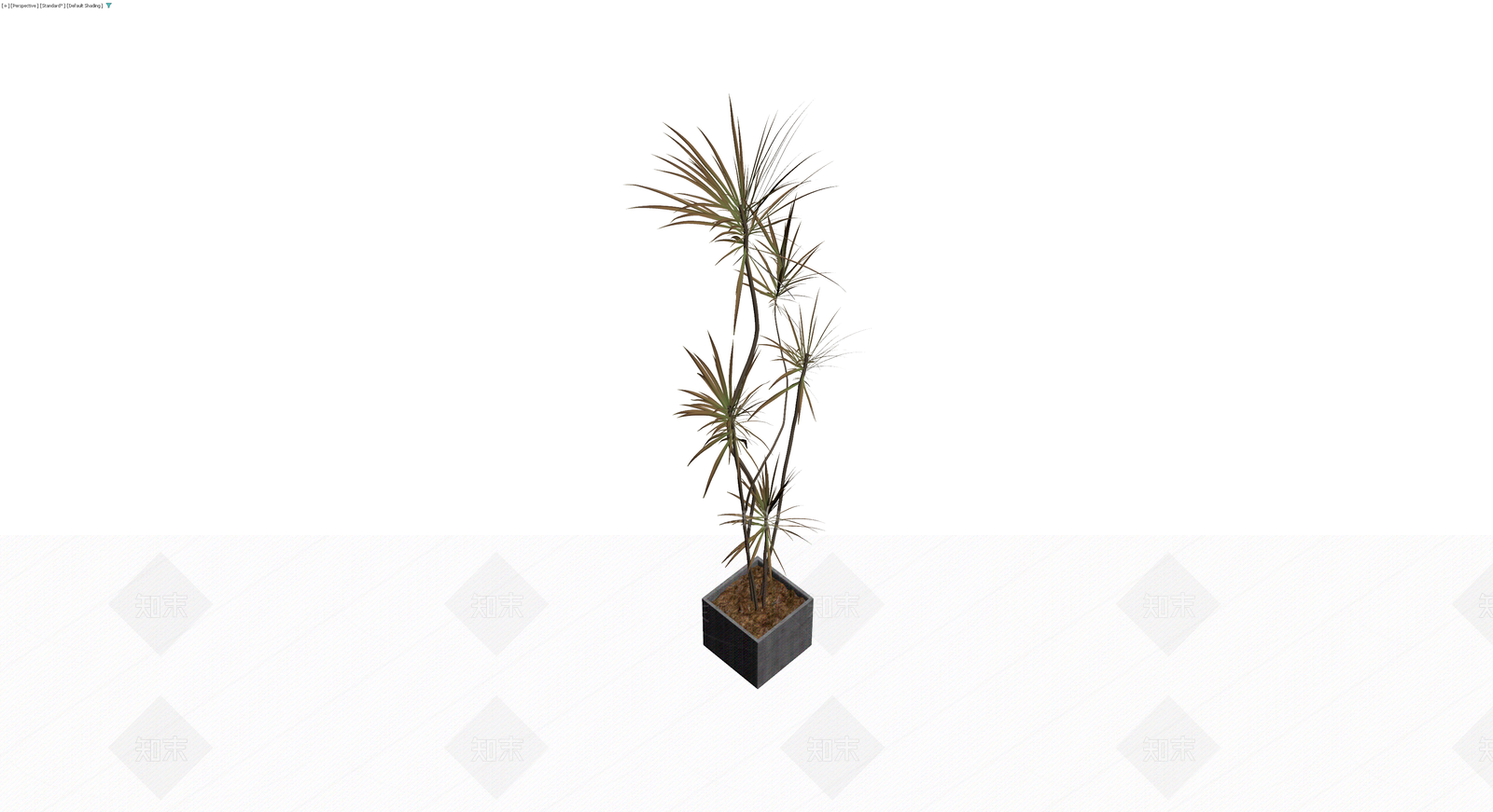 盆栽龙血树带盆3D模型下载【ID:1229959546】